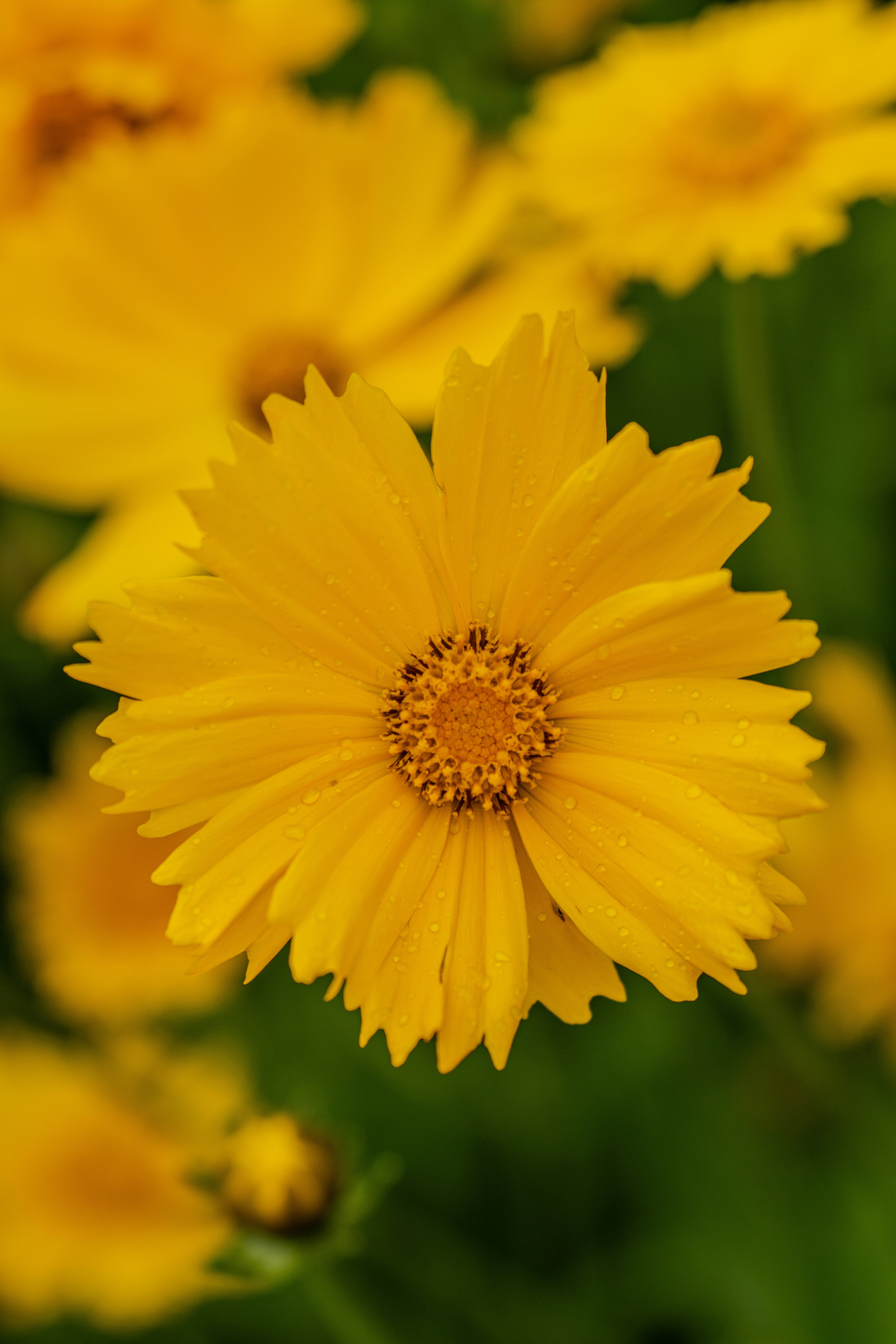 Photo by sajad_baharvandi