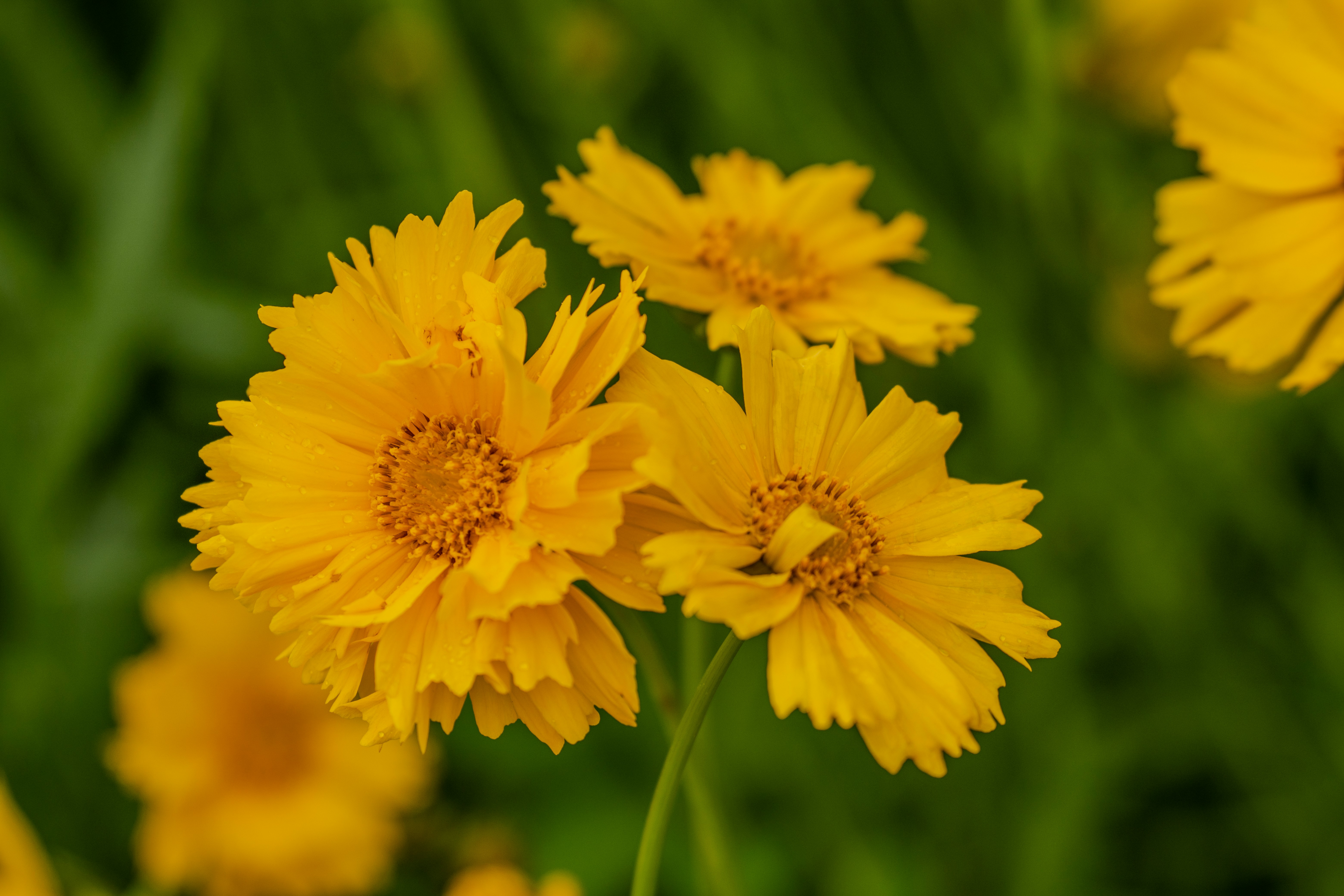 Photo by sajad_baharvandi