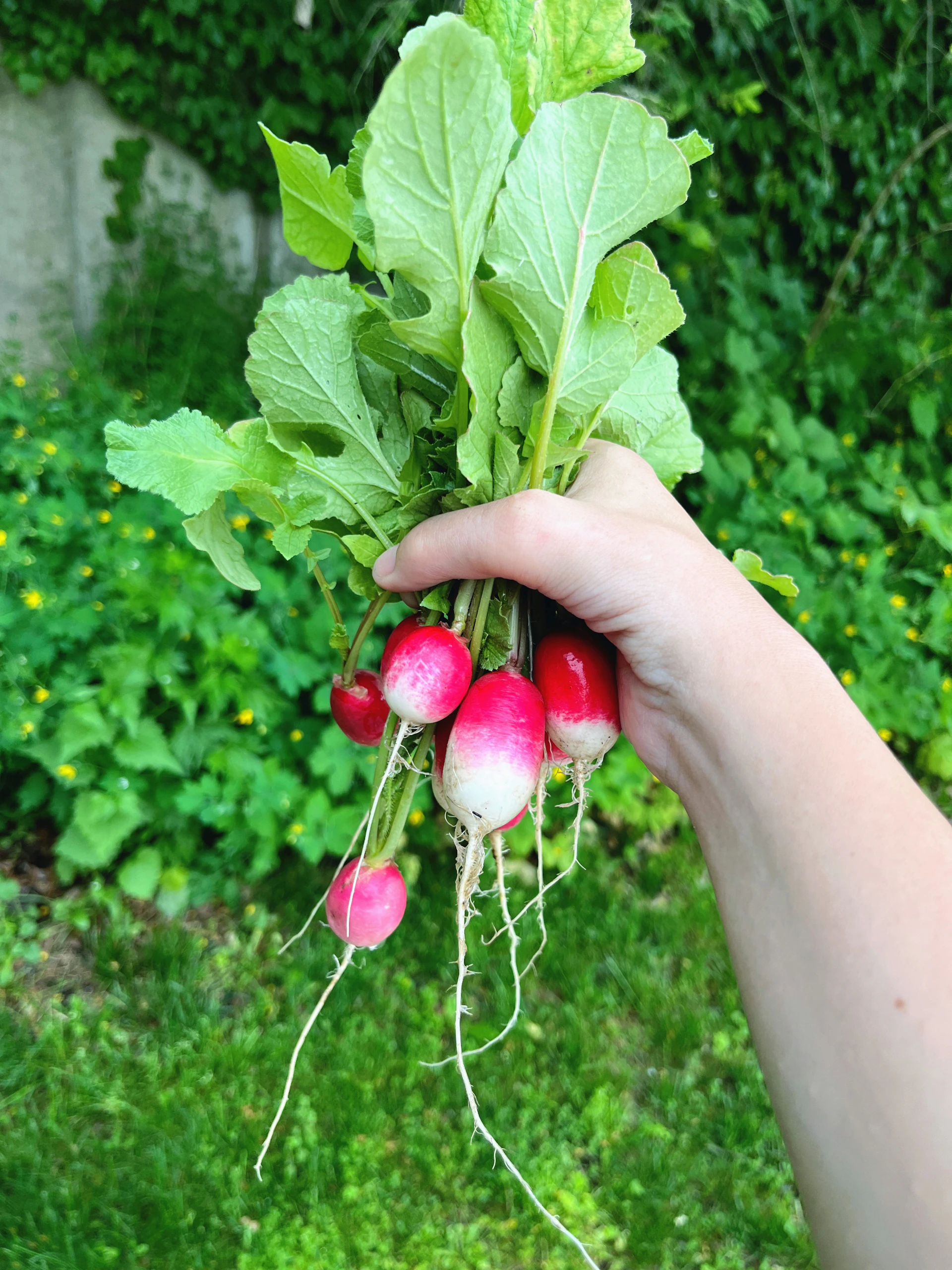 a person holding a bunch of radishes in their hand