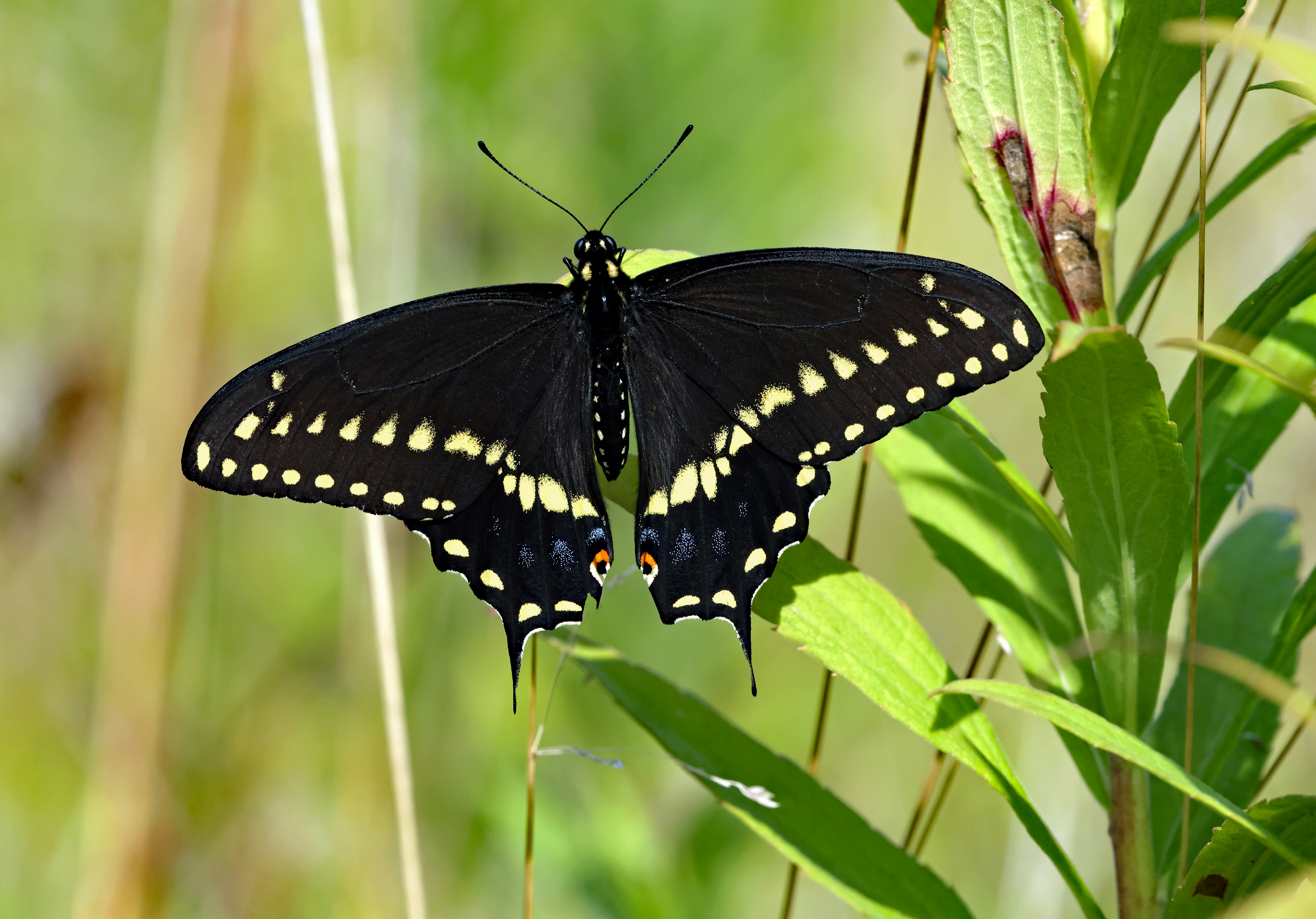 Photo by telliottmbamsc