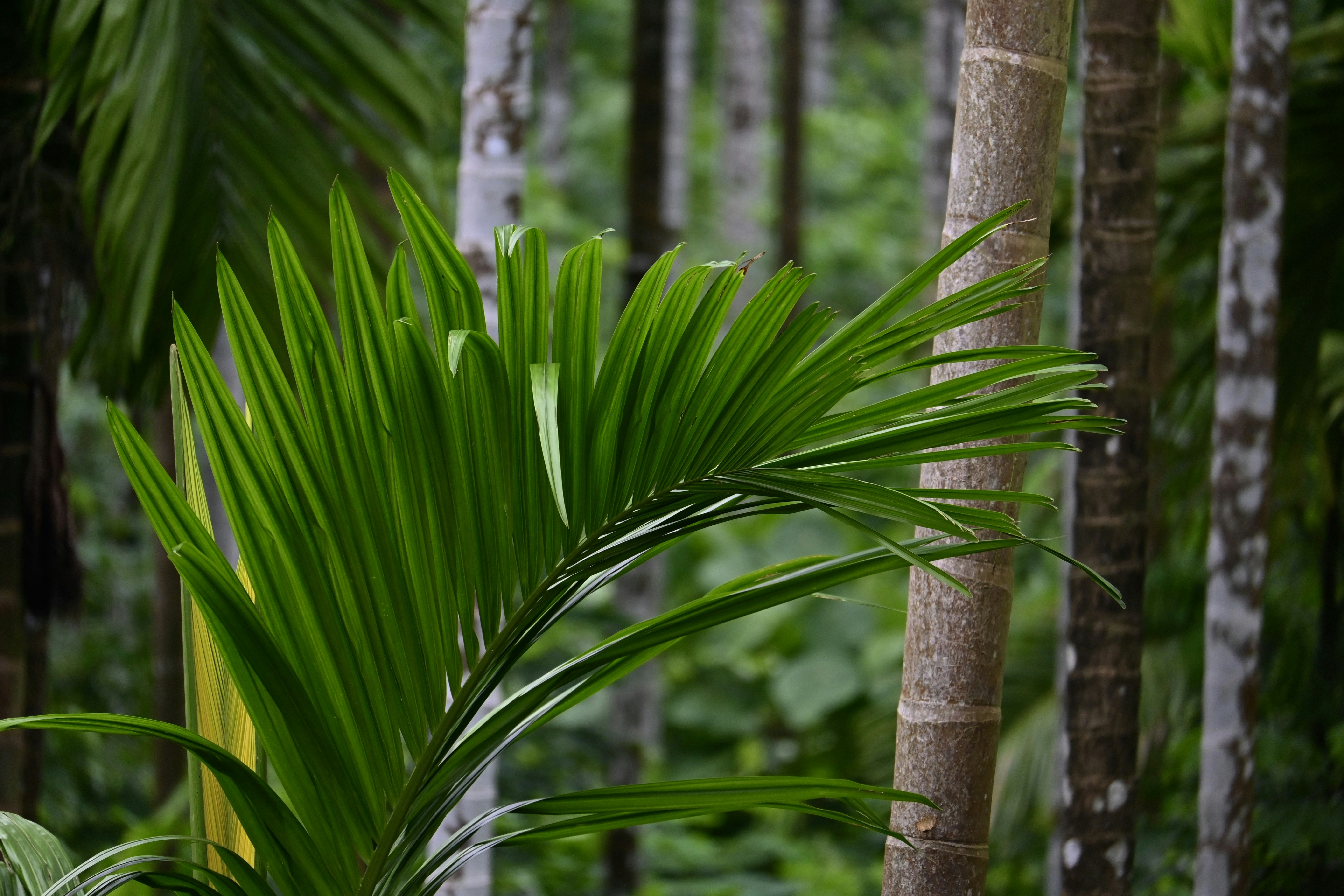 Photo by praswinprakashan