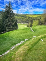 a lush green field with trees in the background