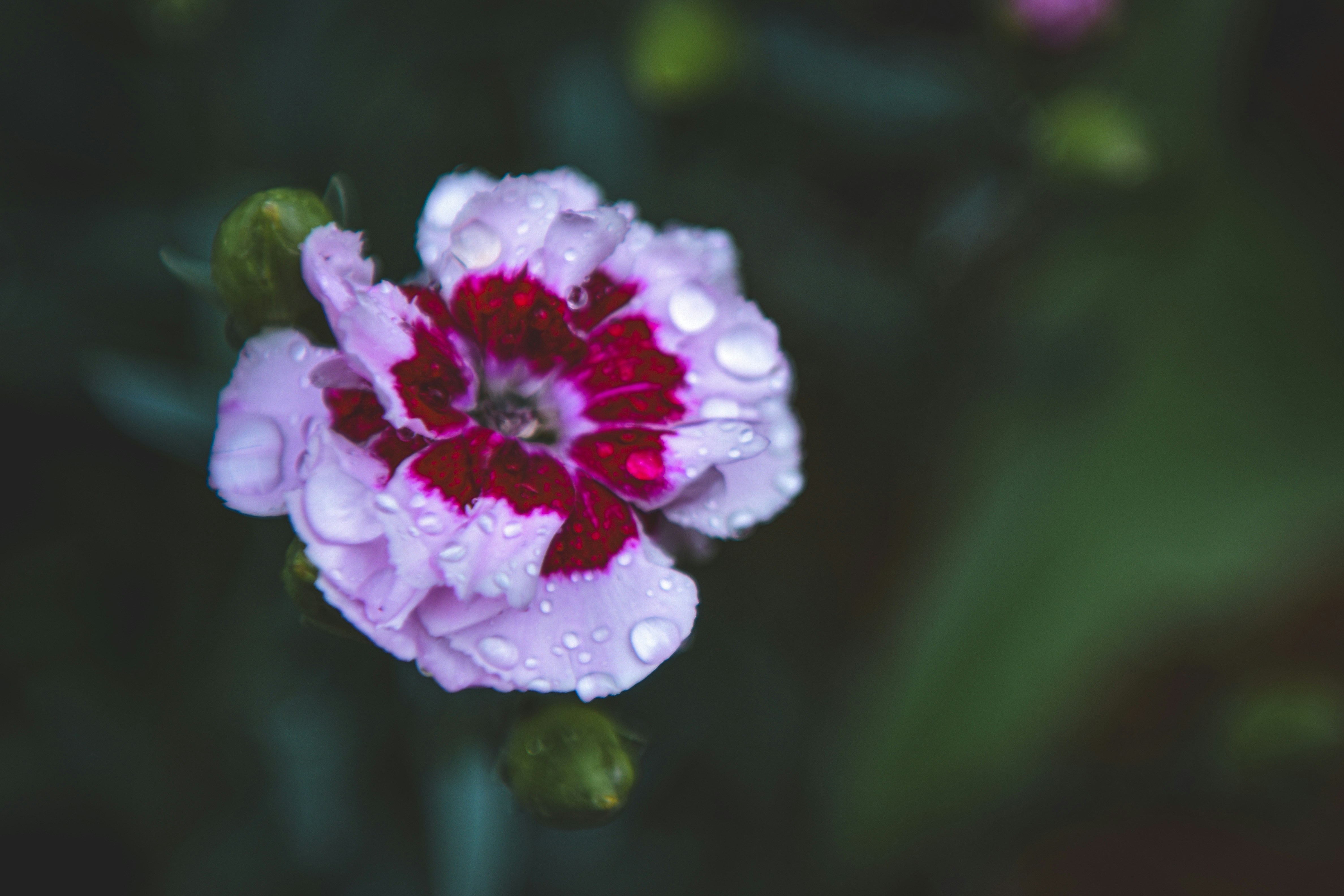 Photo by freefolkphoto