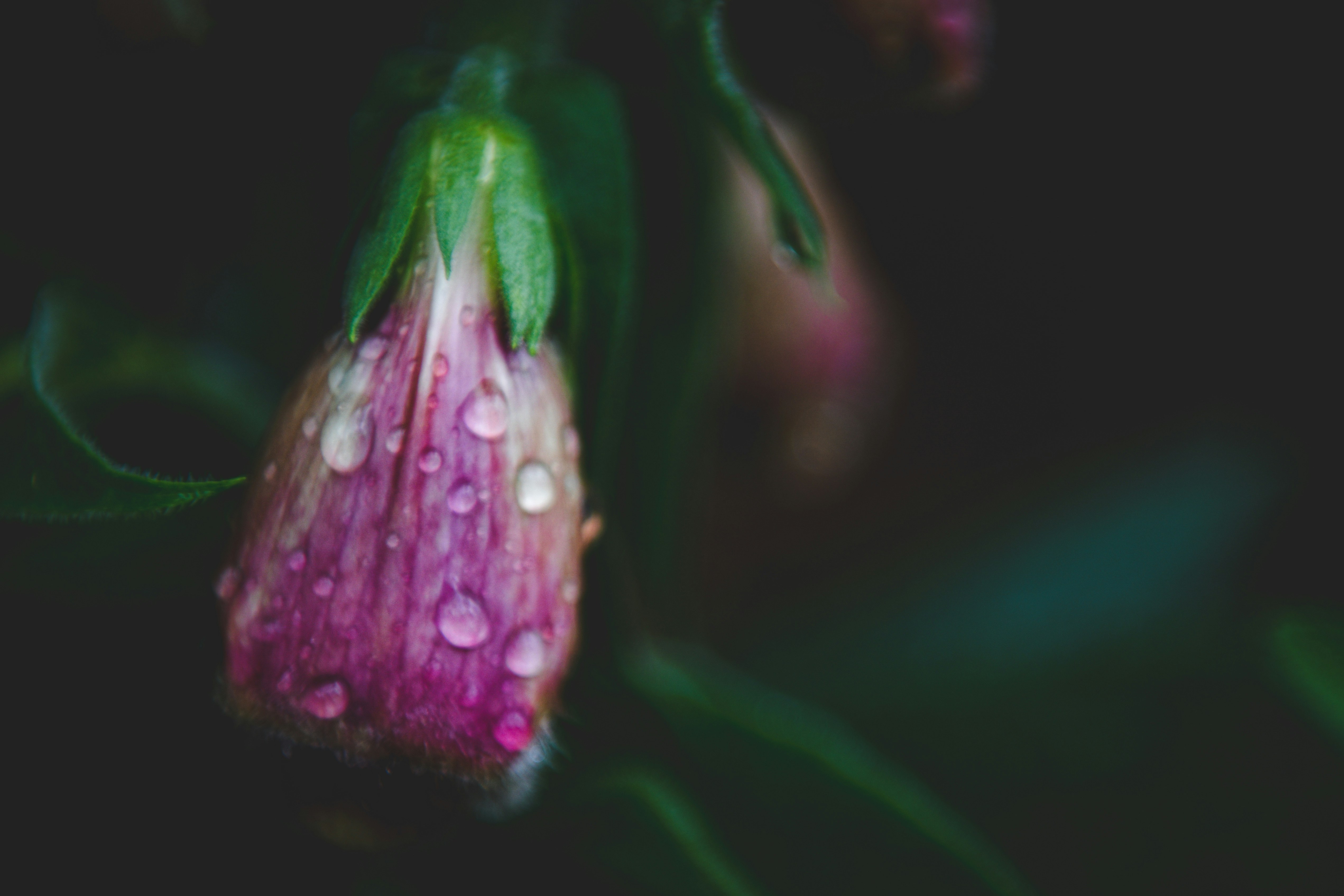 Photo by freefolkphoto