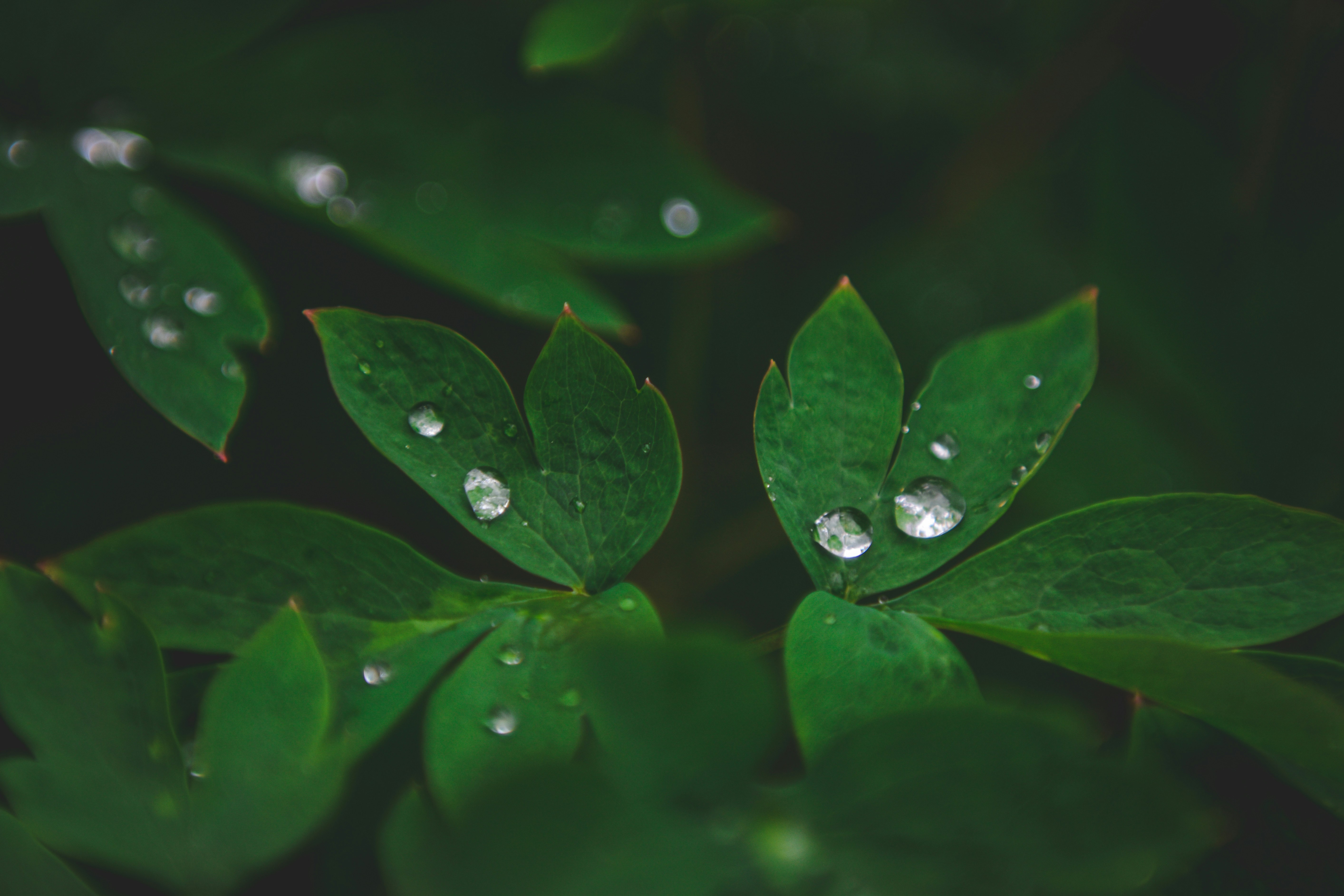 Photo by freefolkphoto