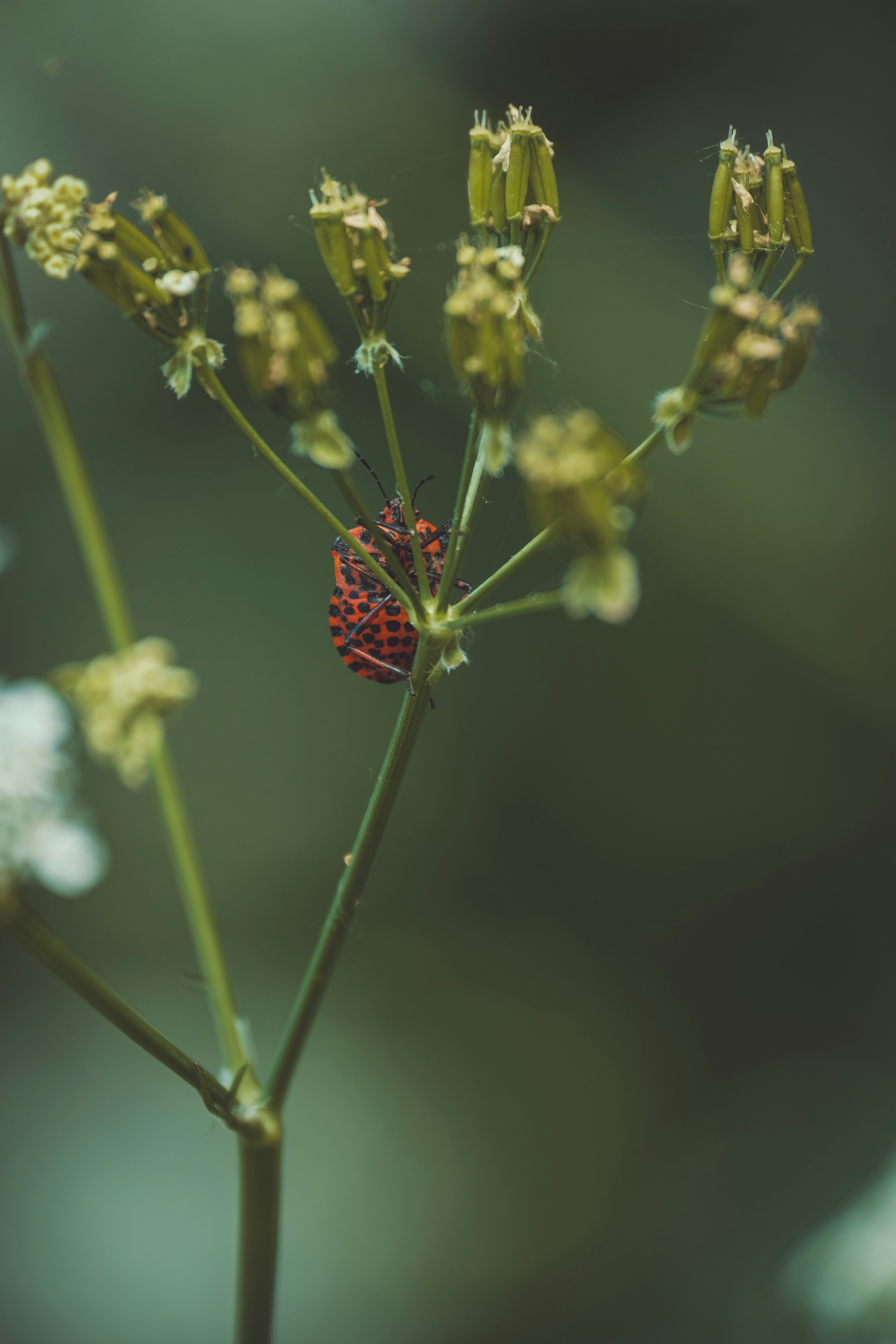 Photo by mrkachechka