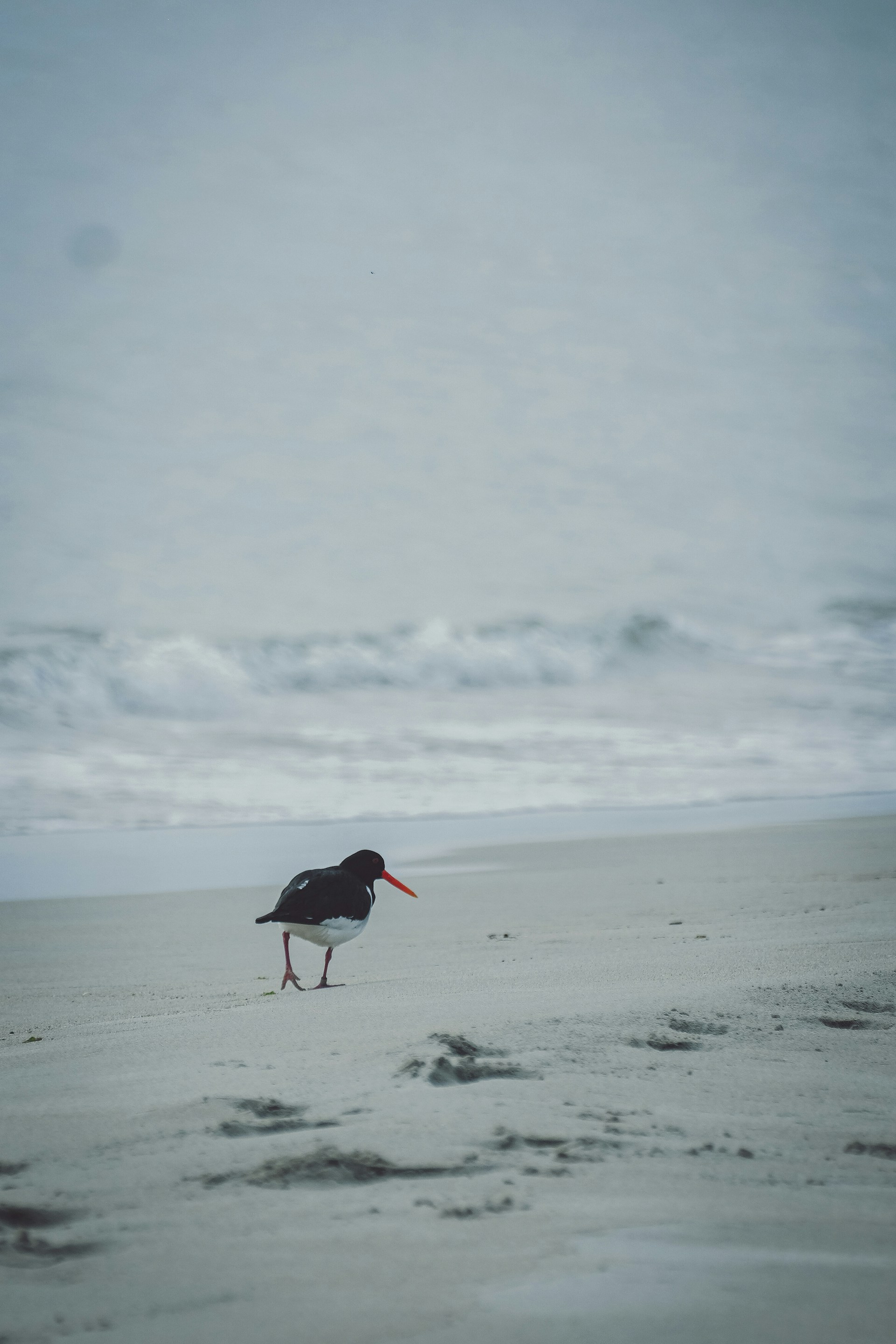 a bird walking on a beach near the ocean