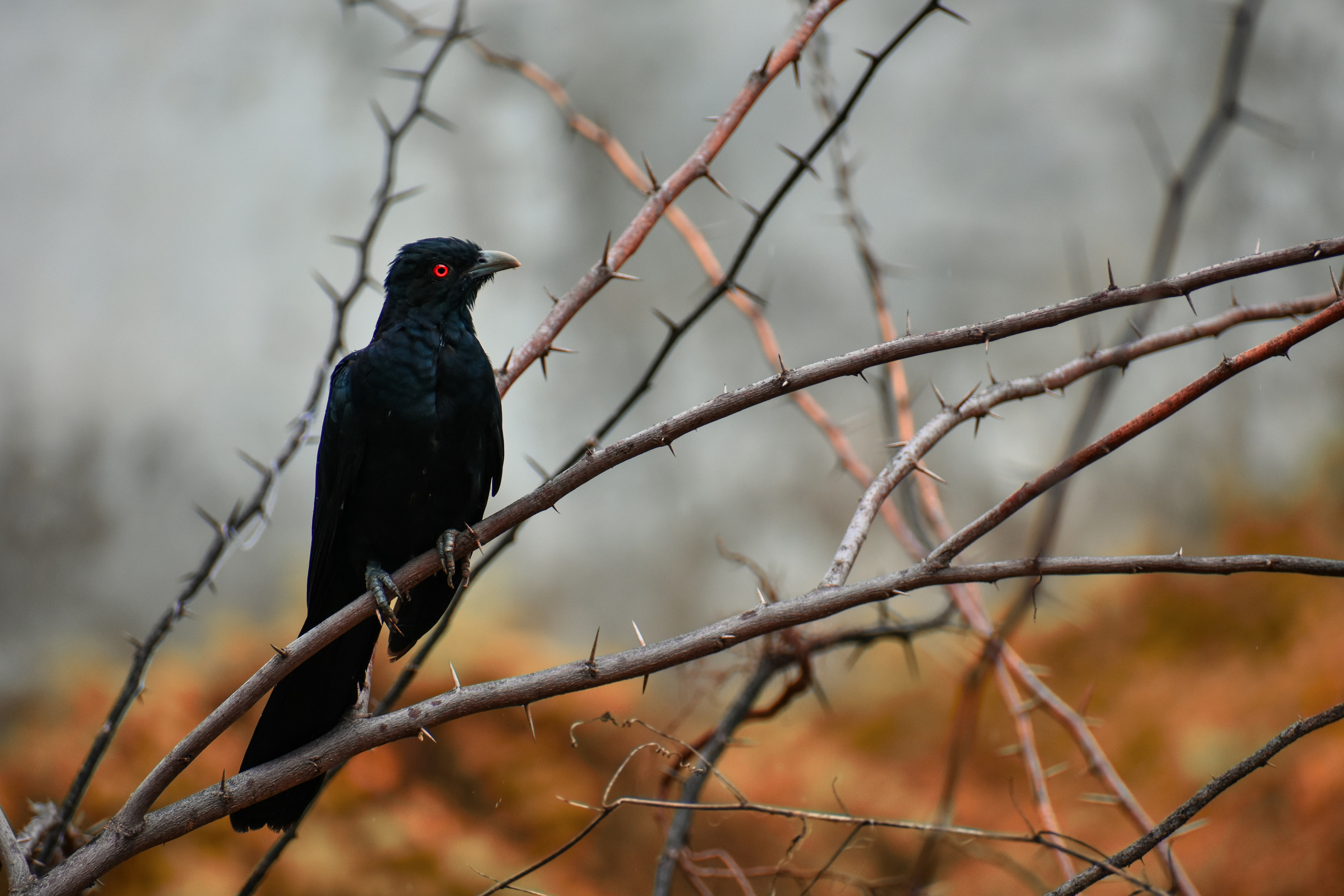 Photo by raymondpaulv