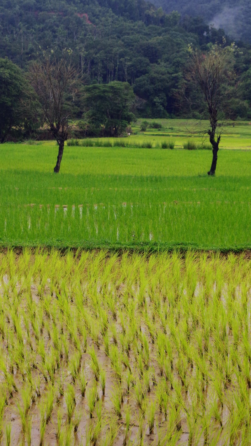Paddy fields in Karnataka India