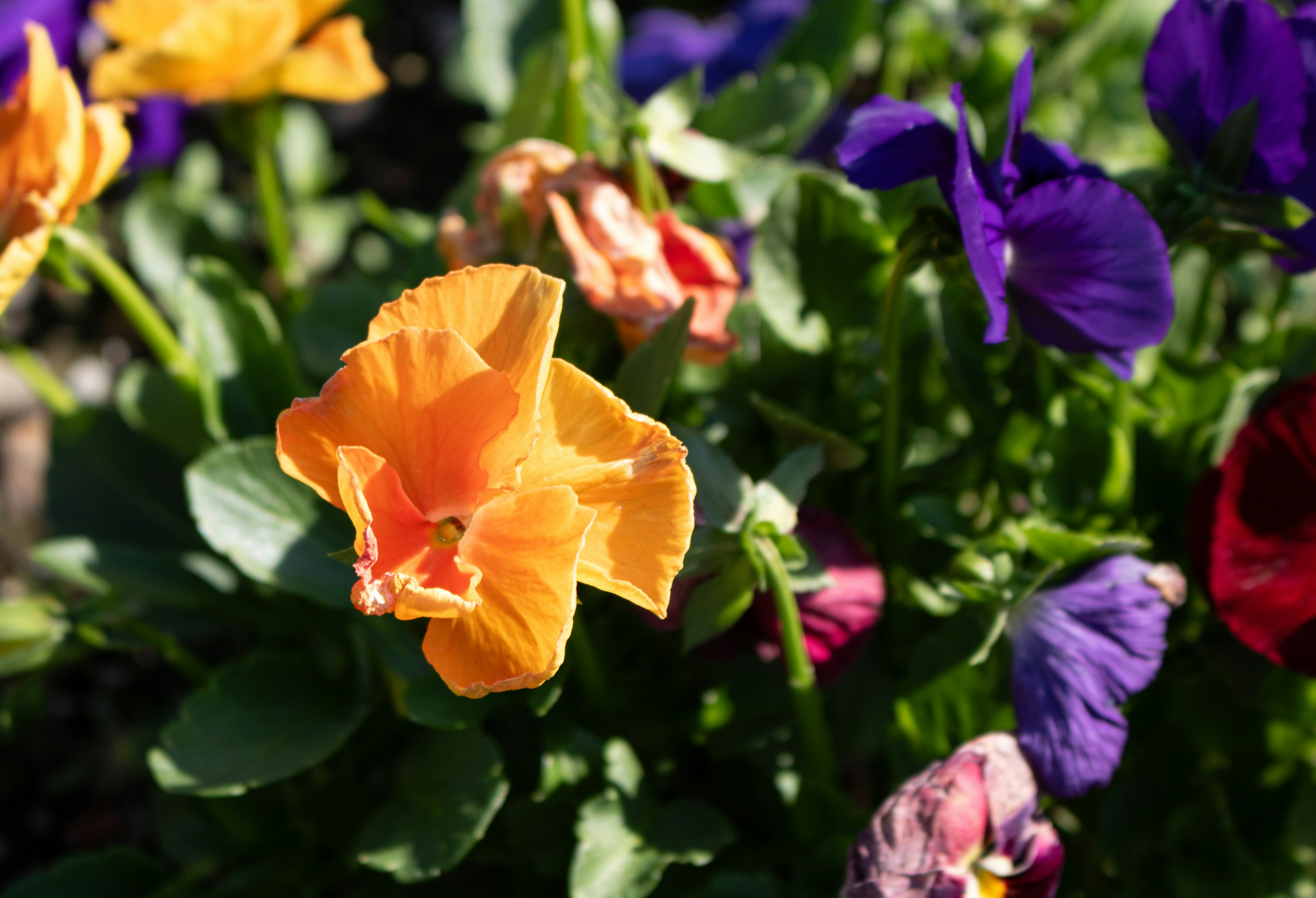 Photo by zoshuacolah