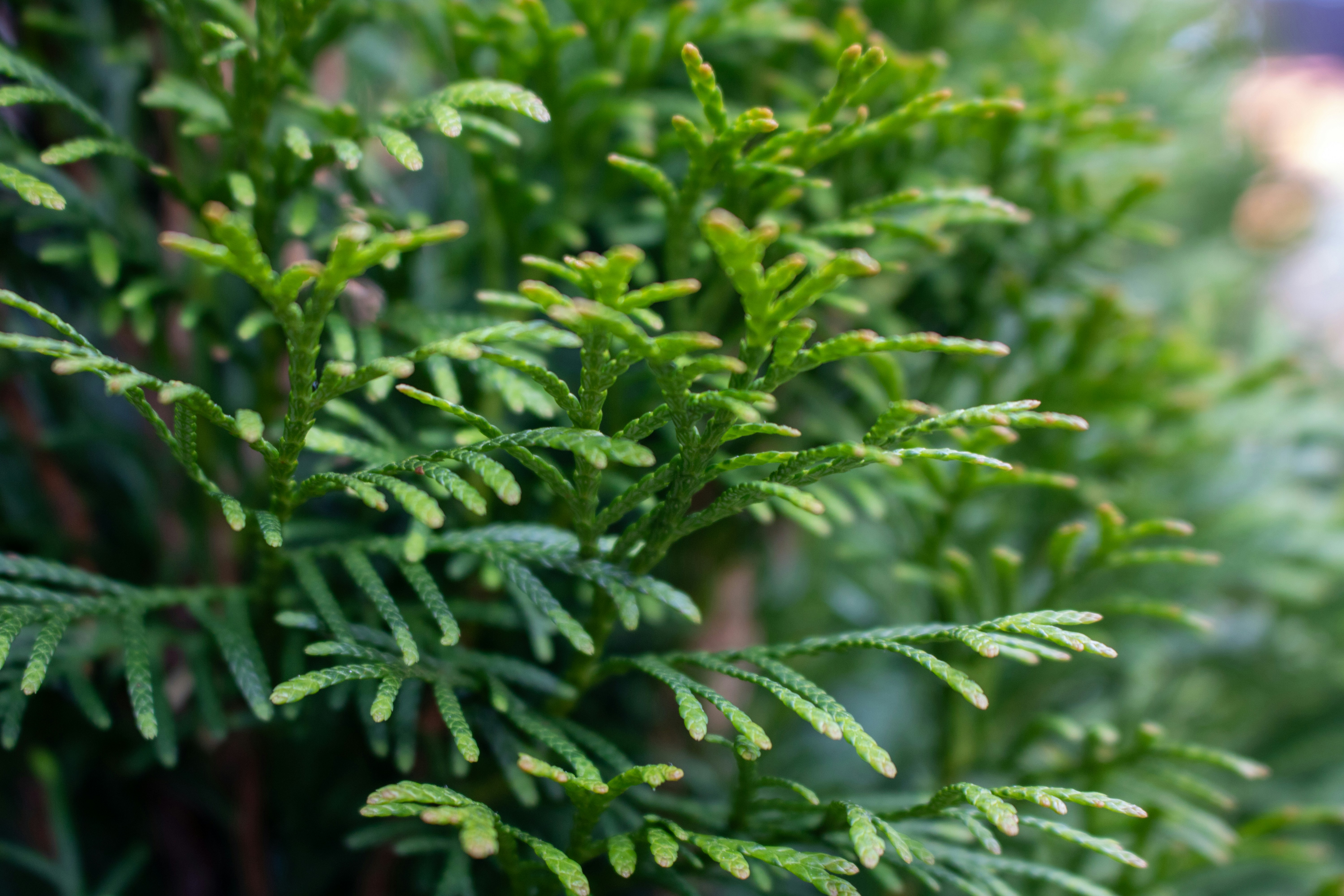 Photo by zoshuacolah