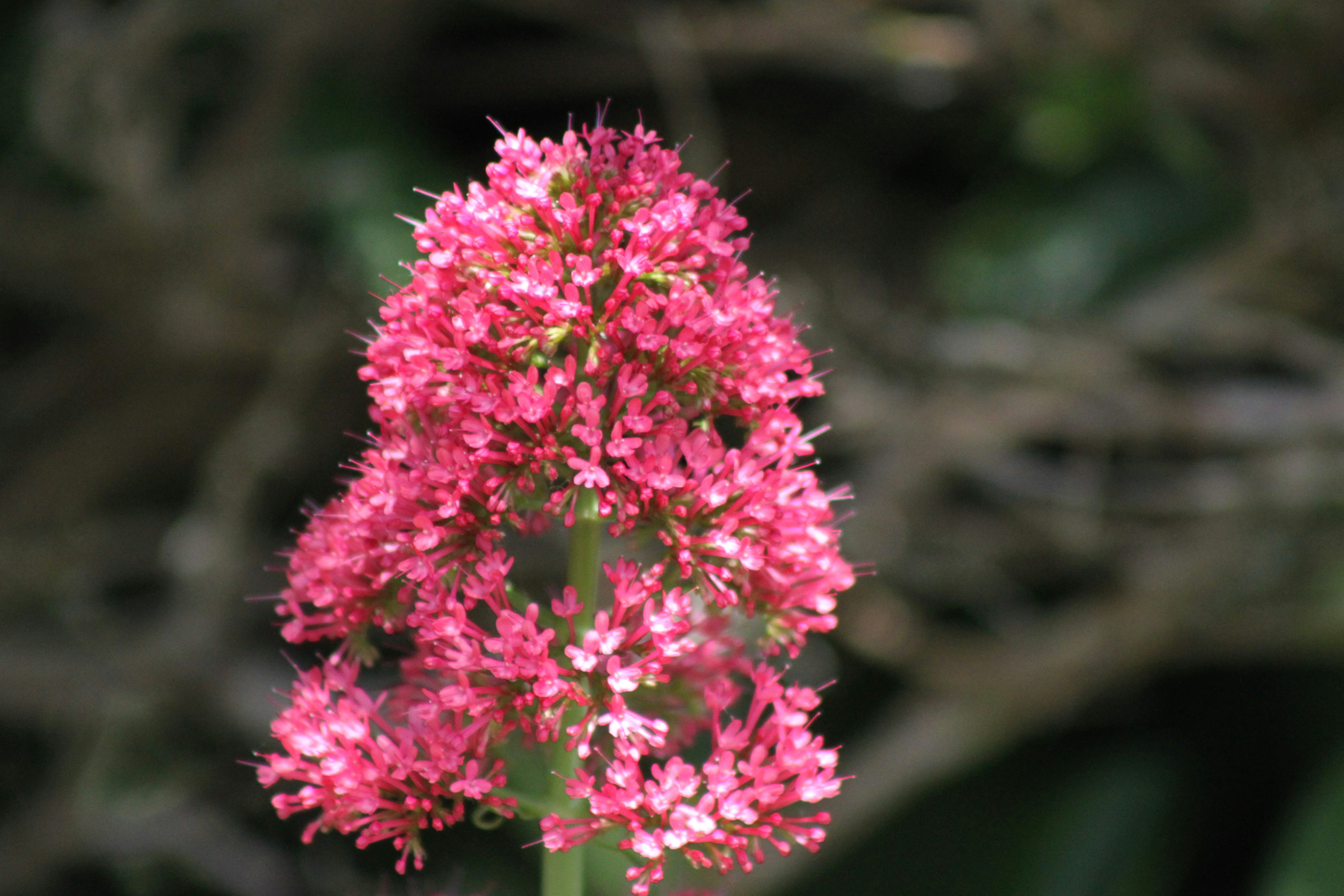 Photo by rubyphotography