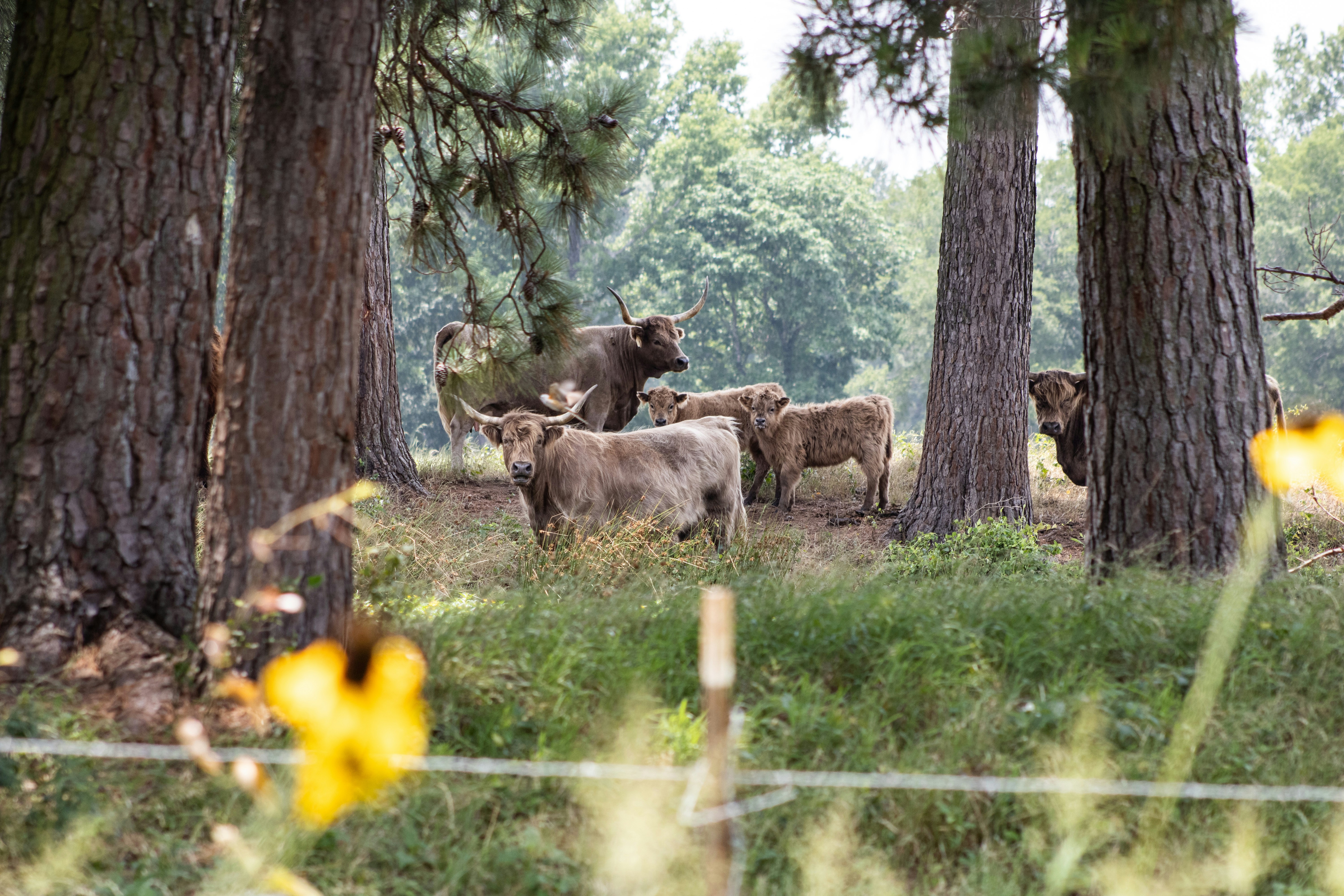 a herd of cattle standing in a forest