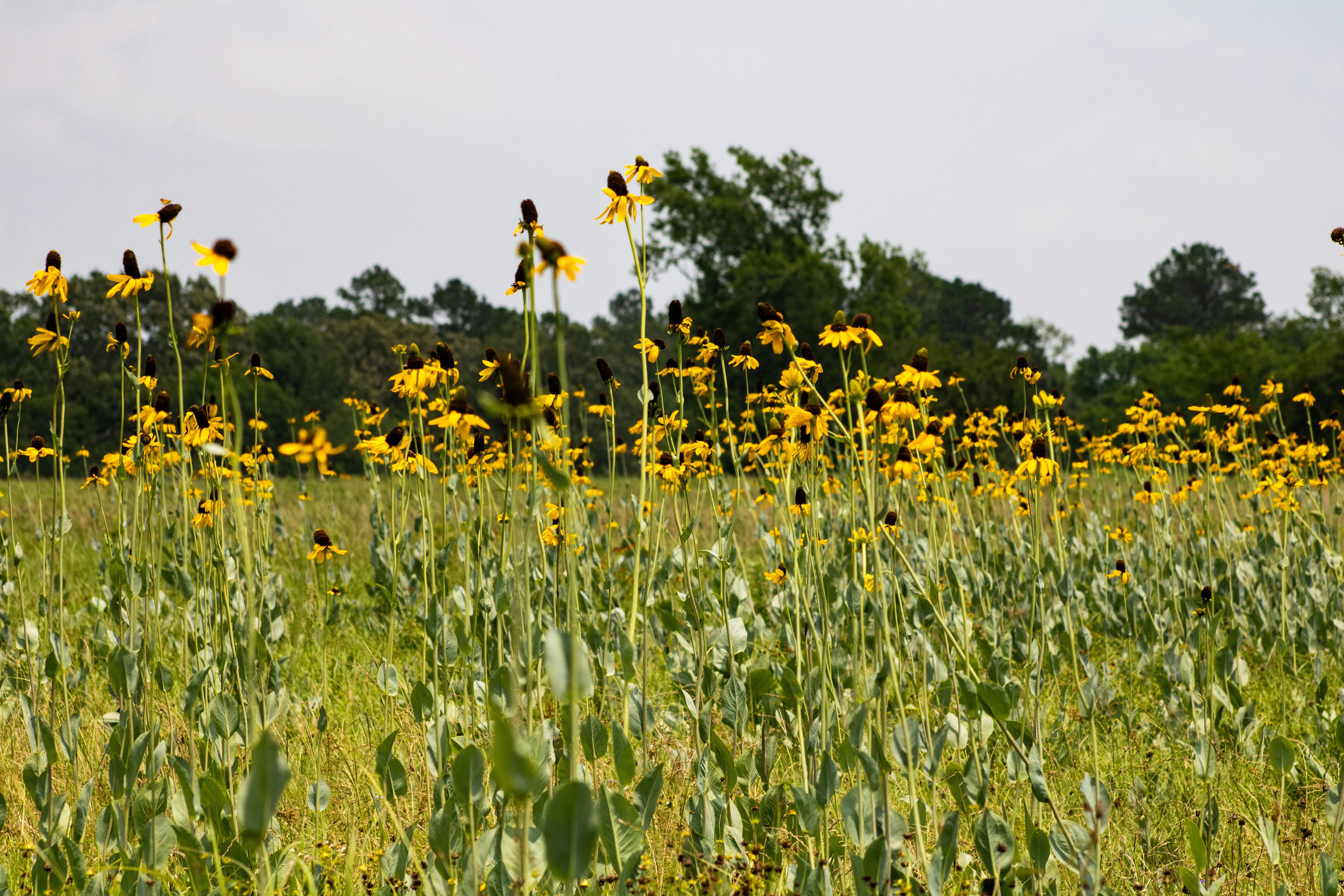 Photo by ronaldacrow