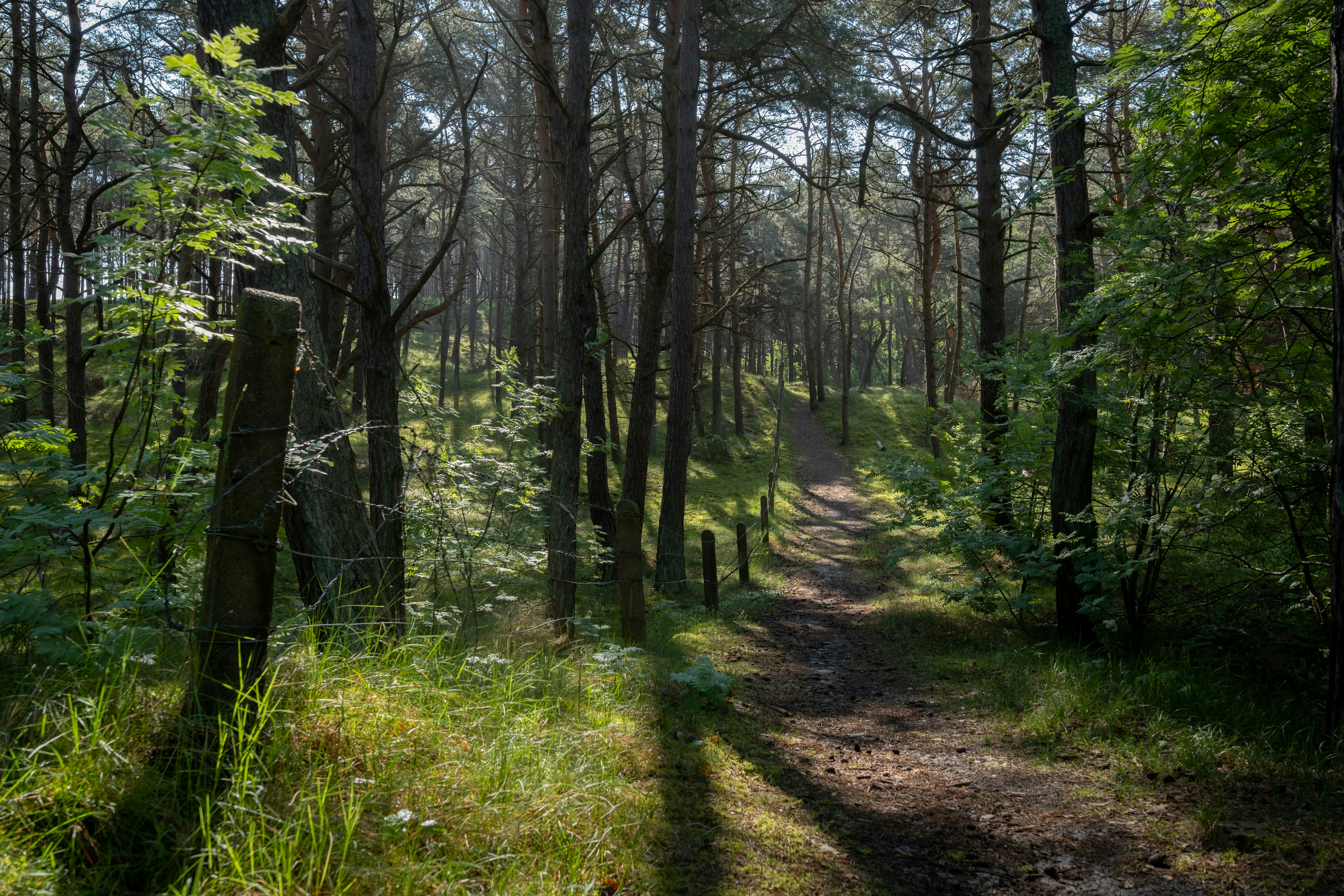 a path in the middle of a forest with lots of trees