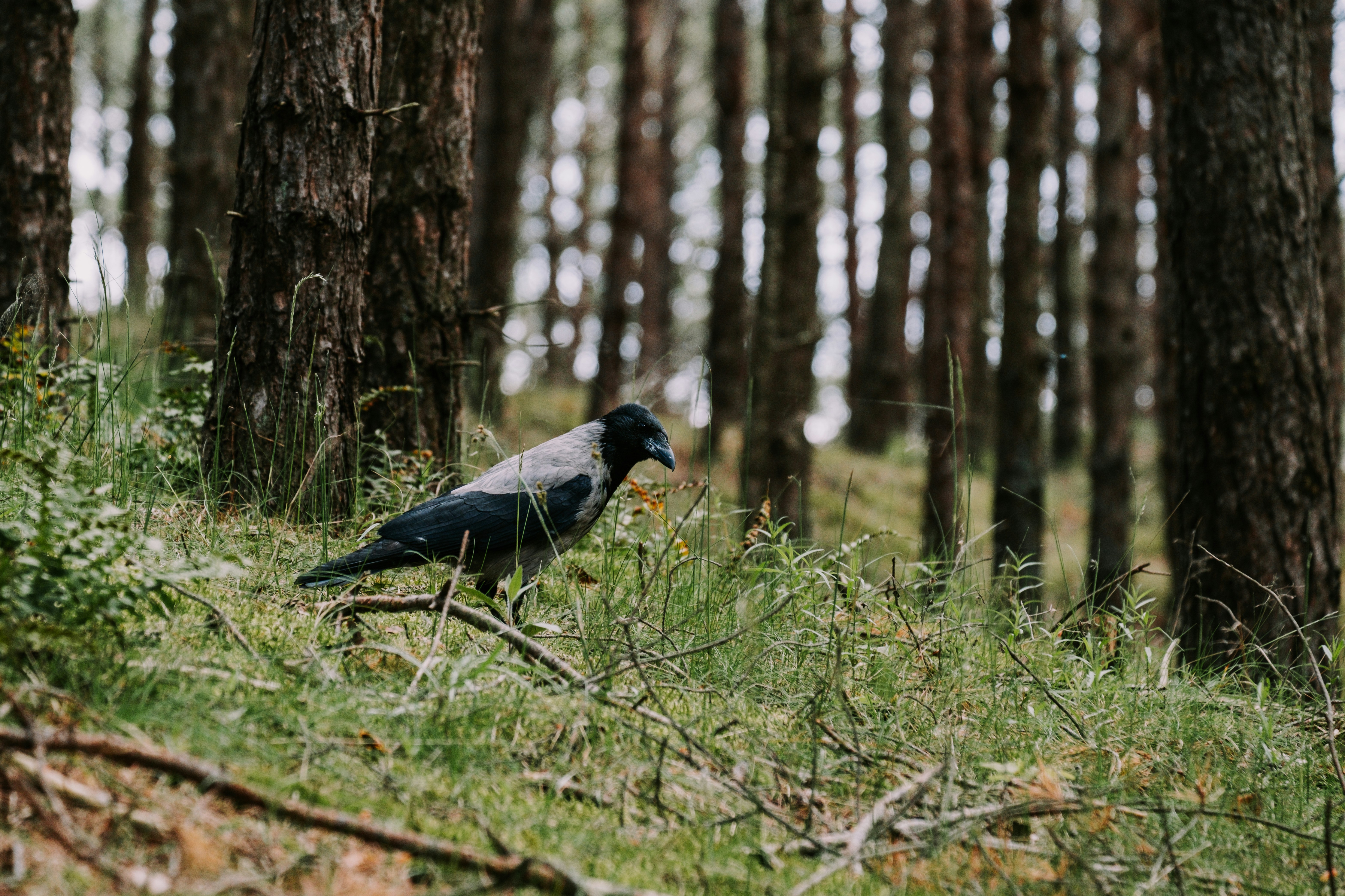 a bird standing in the middle of a forest