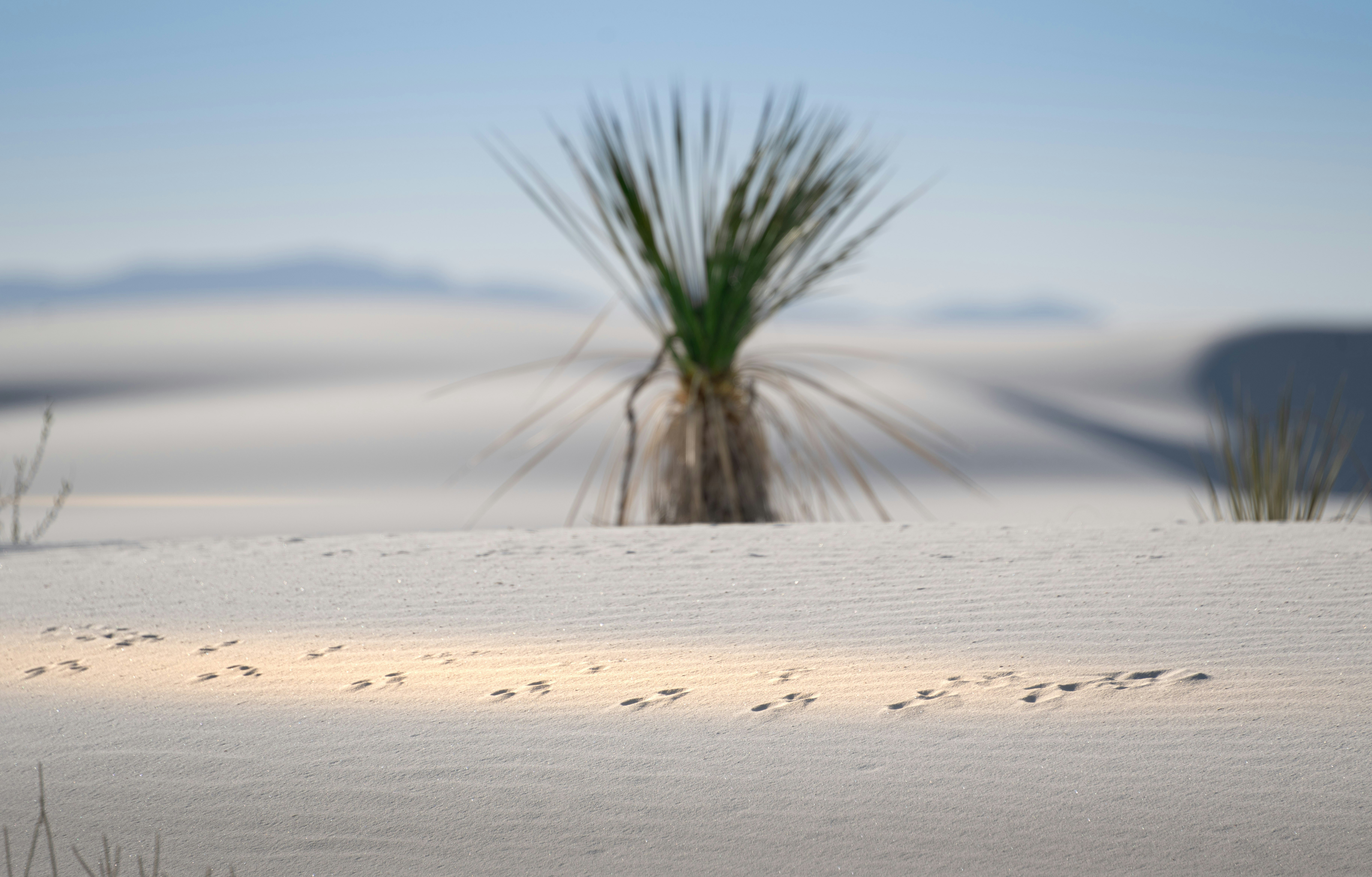 a small tree in the middle of a desert