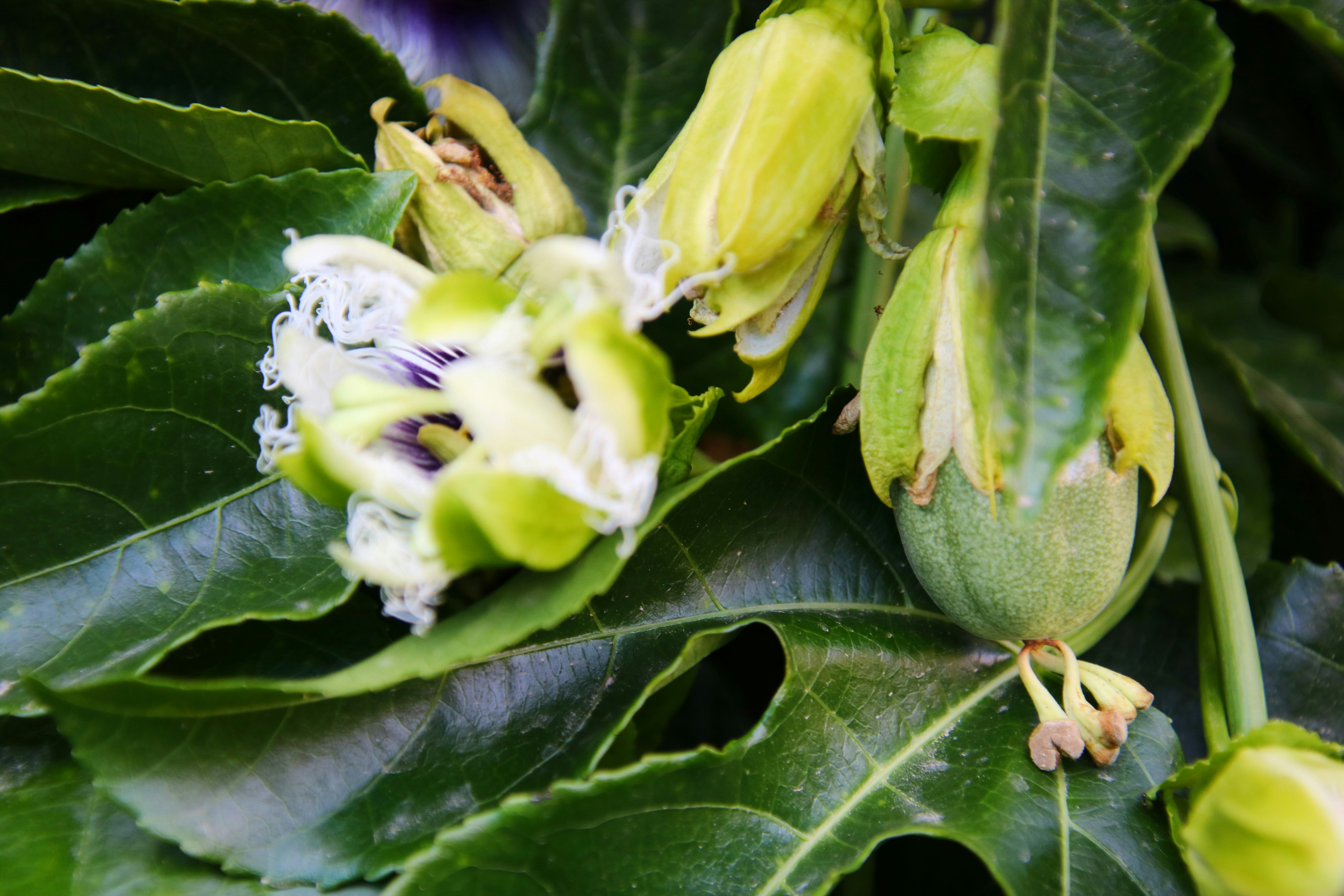a close up of a bunch of flowers on a tree