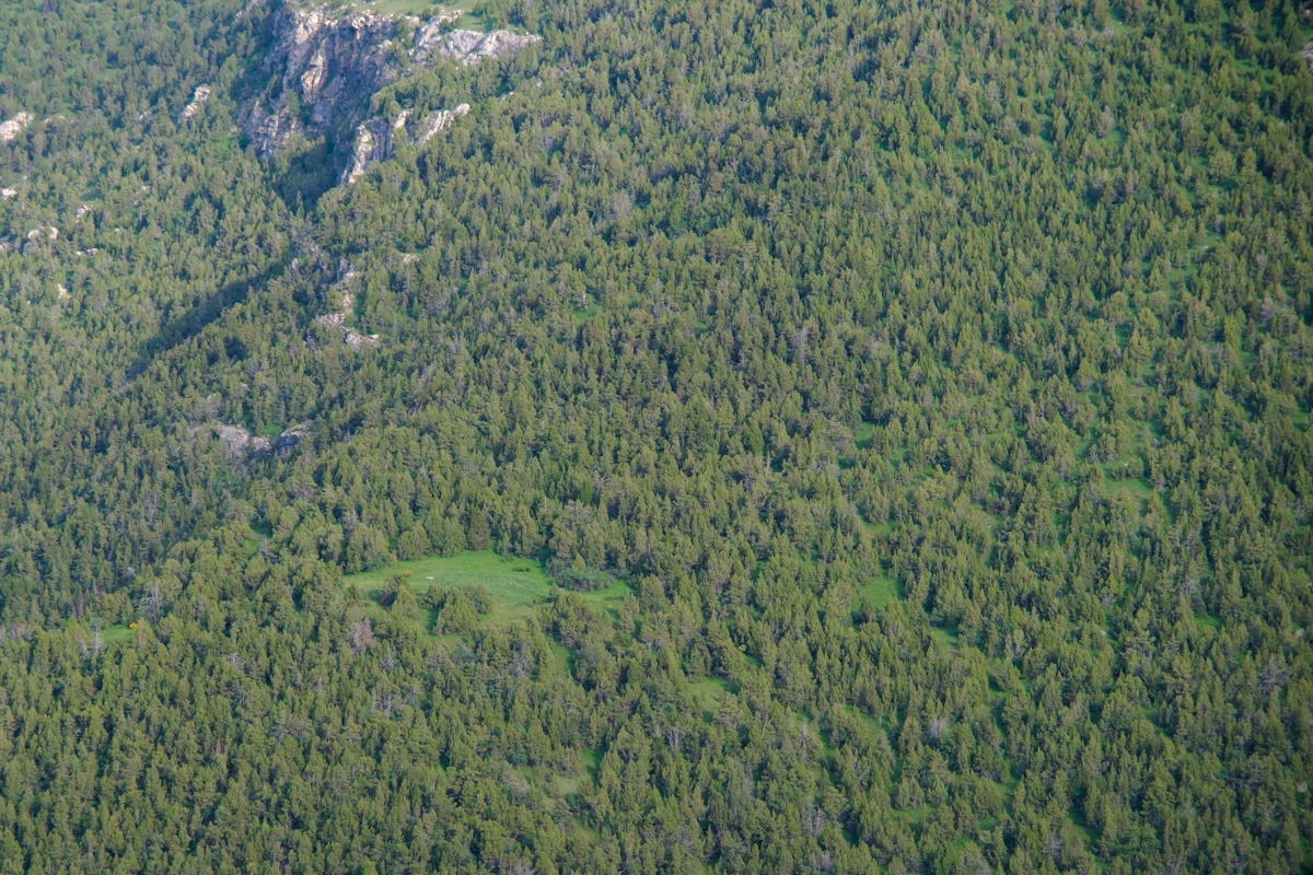 Aerial view of a luxury wellness retreat nestled in a lush forest