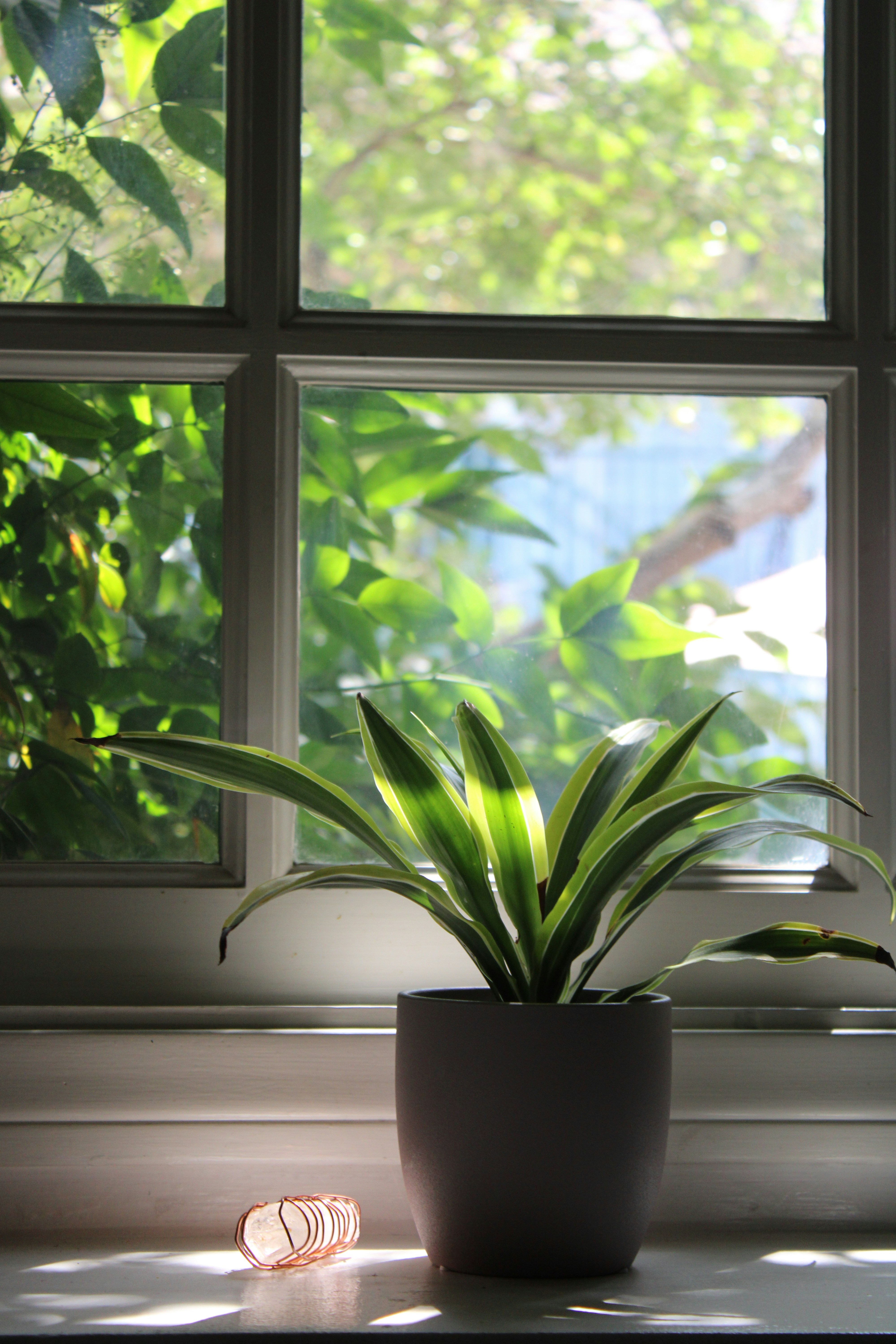 a potted plant sitting in front of a window