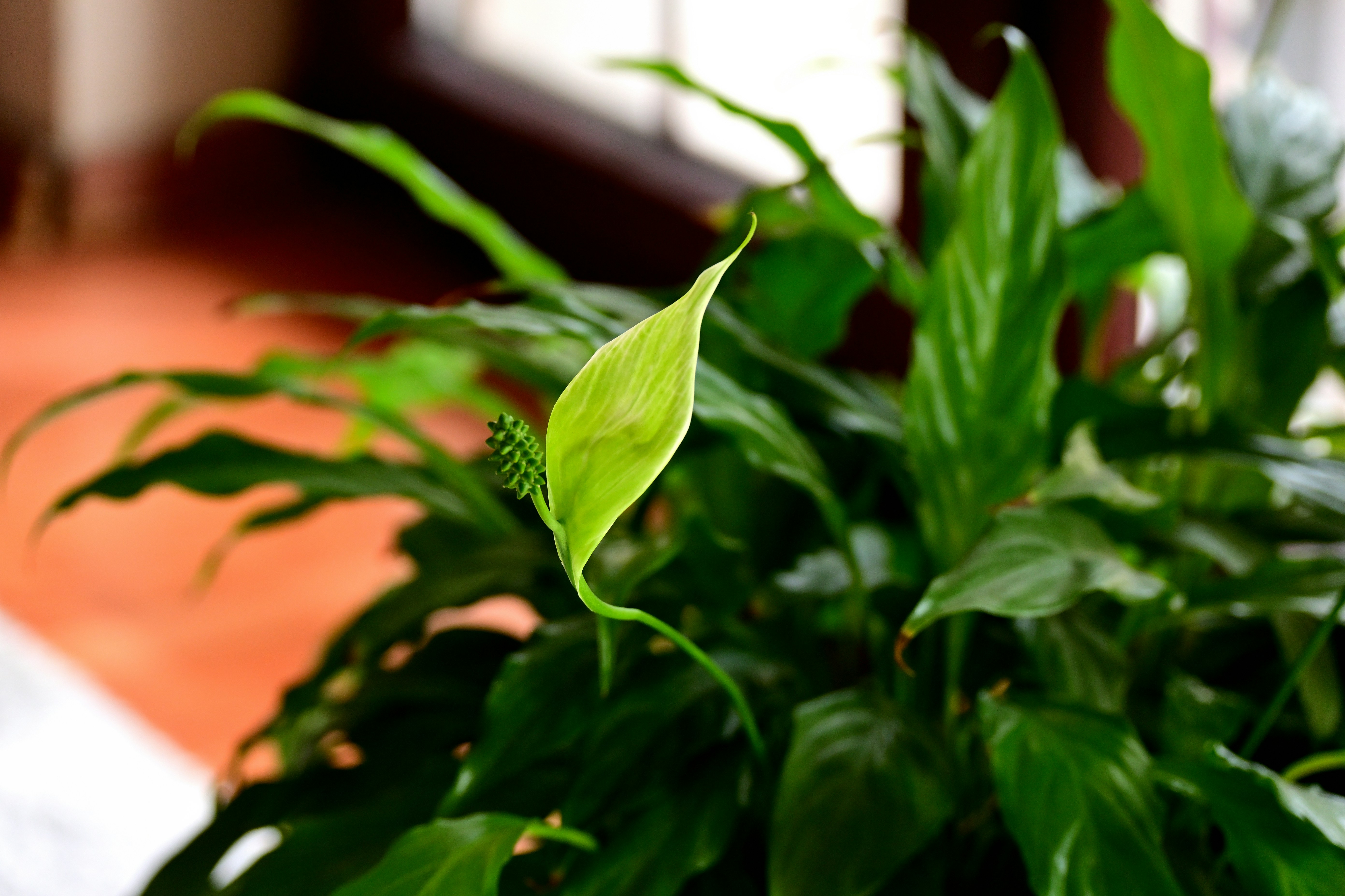 Photo by aminzabardast