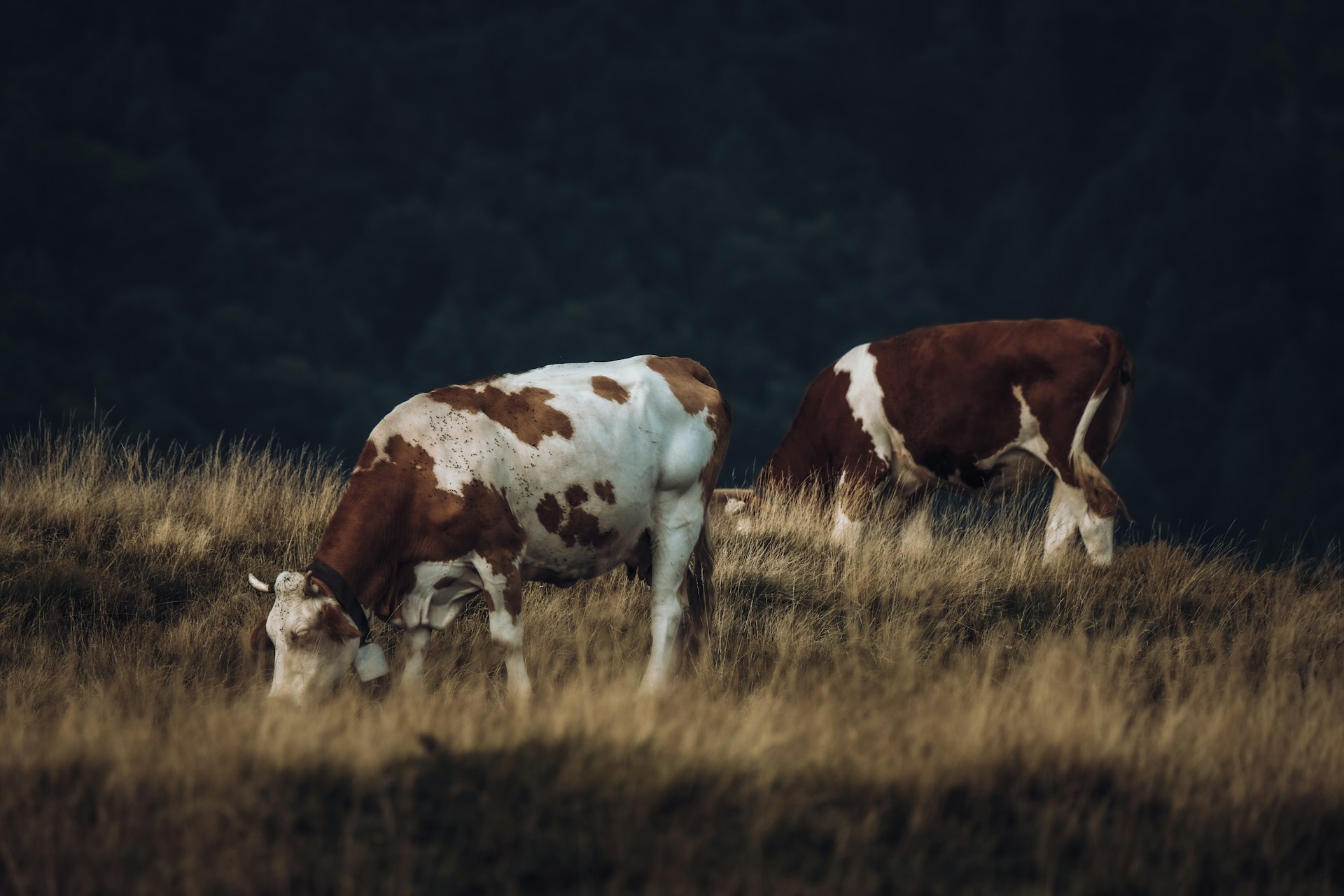 two brown and white cows grazing in a field