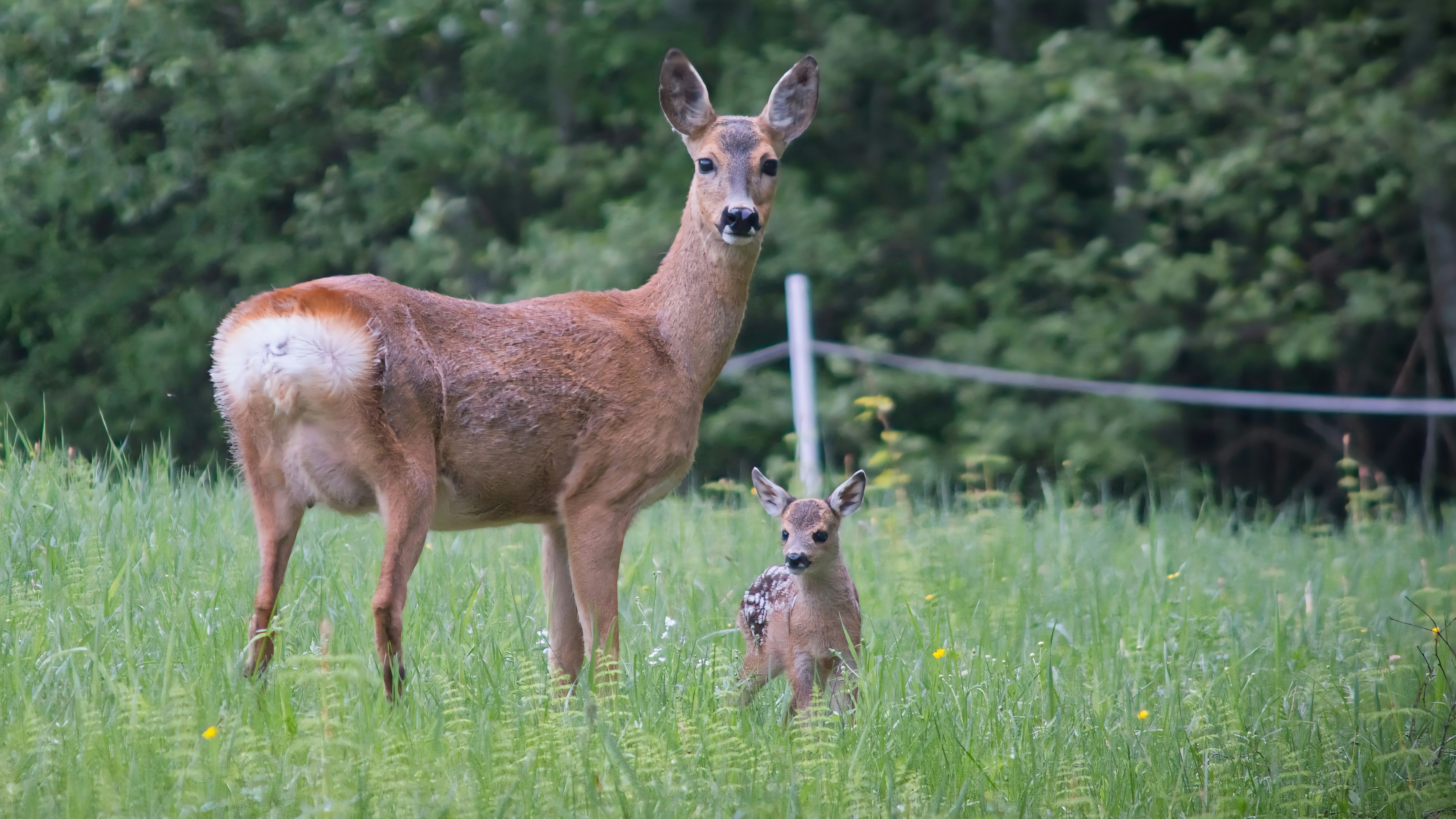 Photo by stefansommarsjo