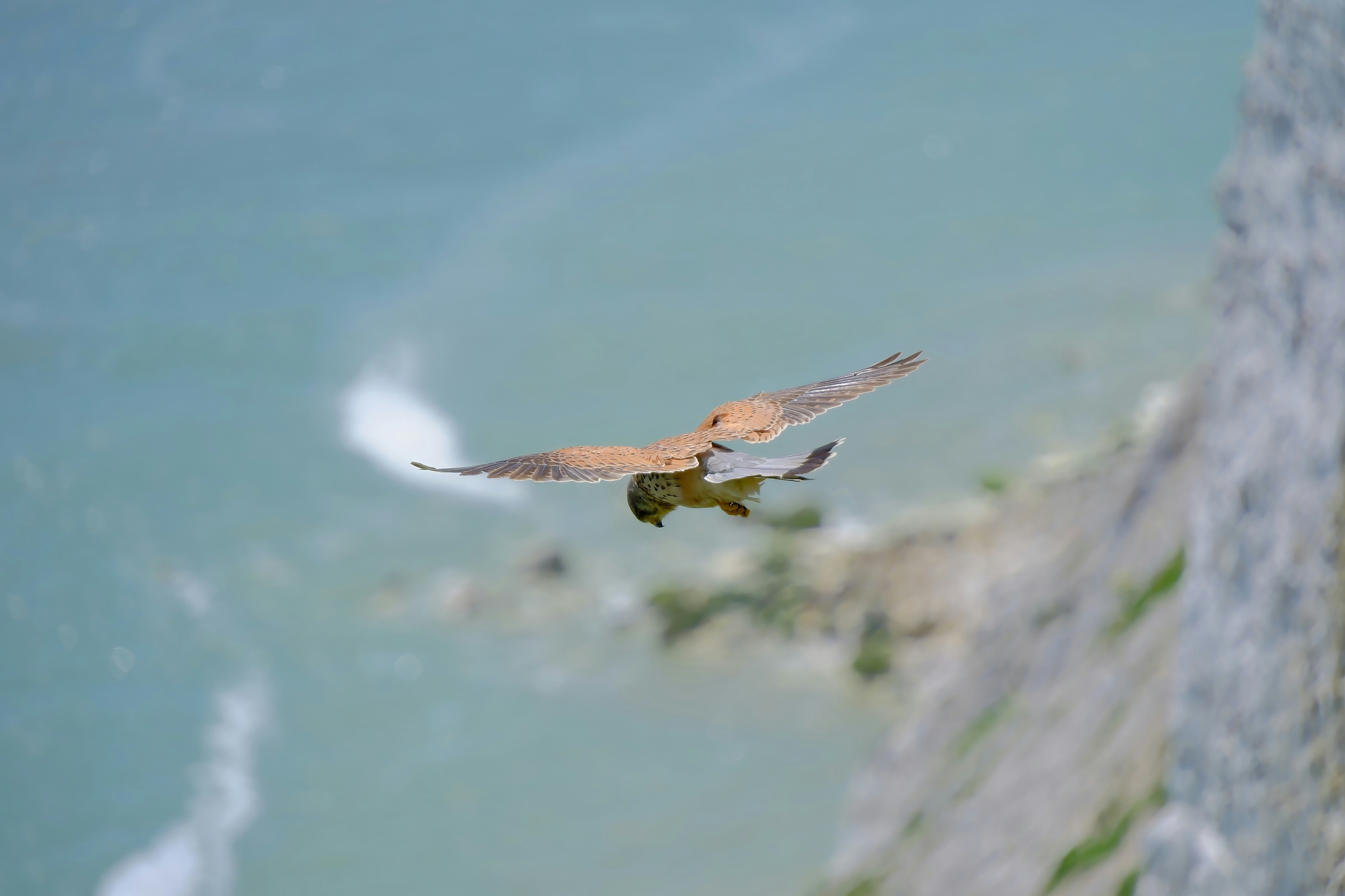 a bird flying over the ocean with a cliff in the background