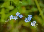 a group of small blue flowers sitting on top of a lush green field