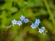 a group of small blue flowers sitting on top of a lush green field