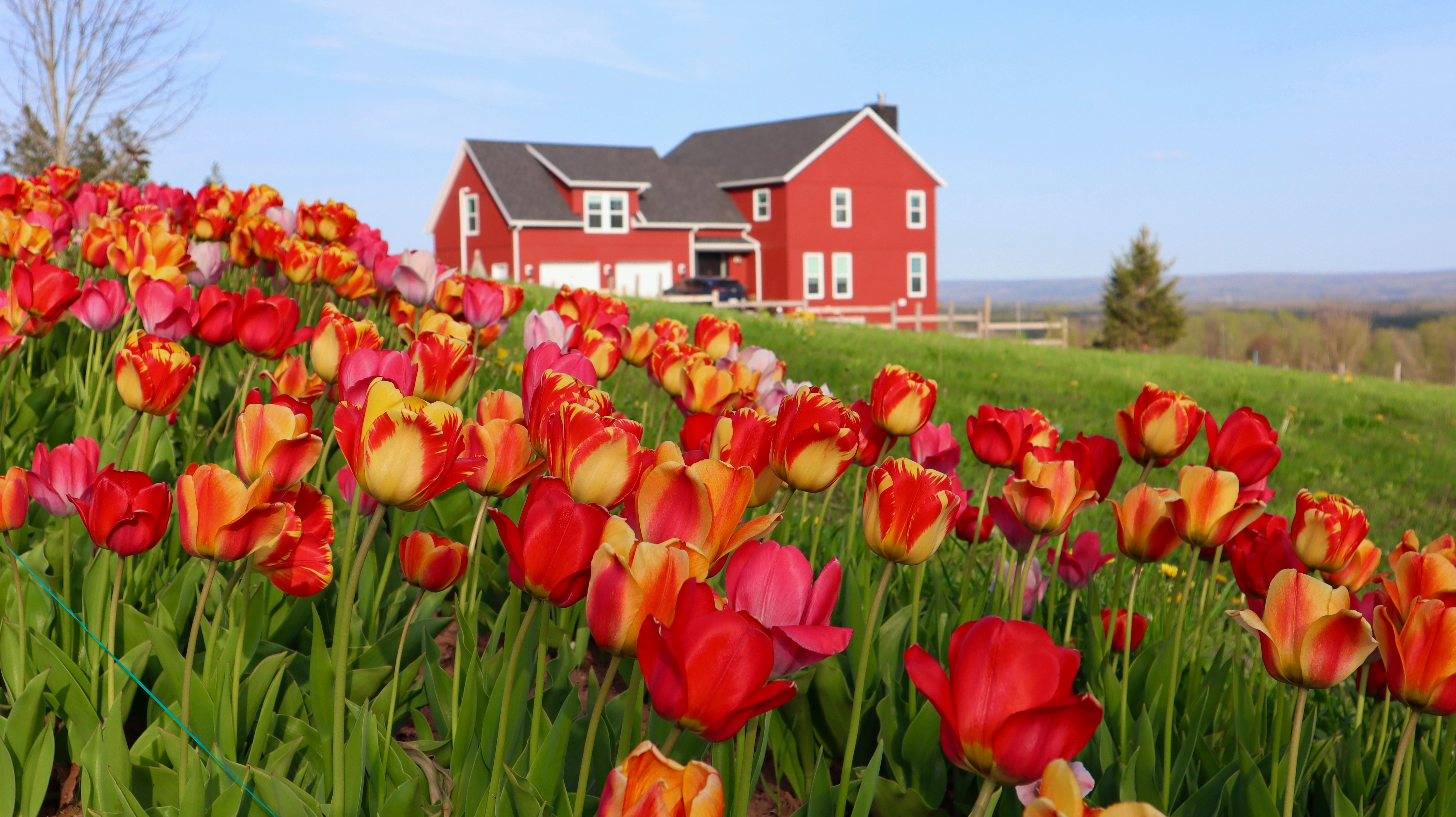 a field of red and yellow tulips in front of a red house