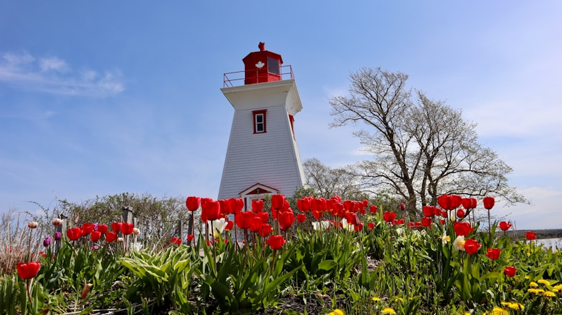 a white and red light house surrounded by flowers
