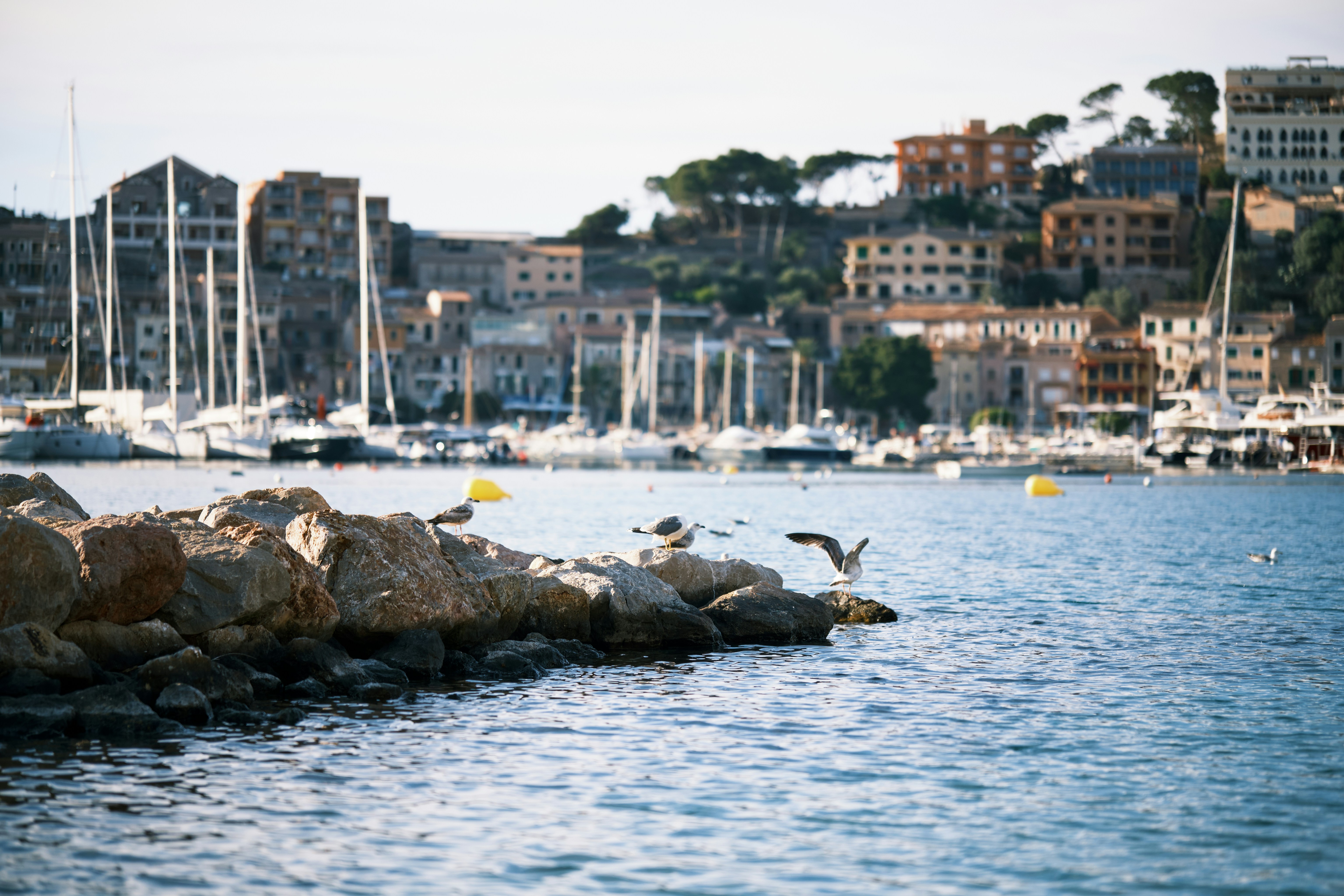 un uccello che vola sopra uno specchio d'acqua