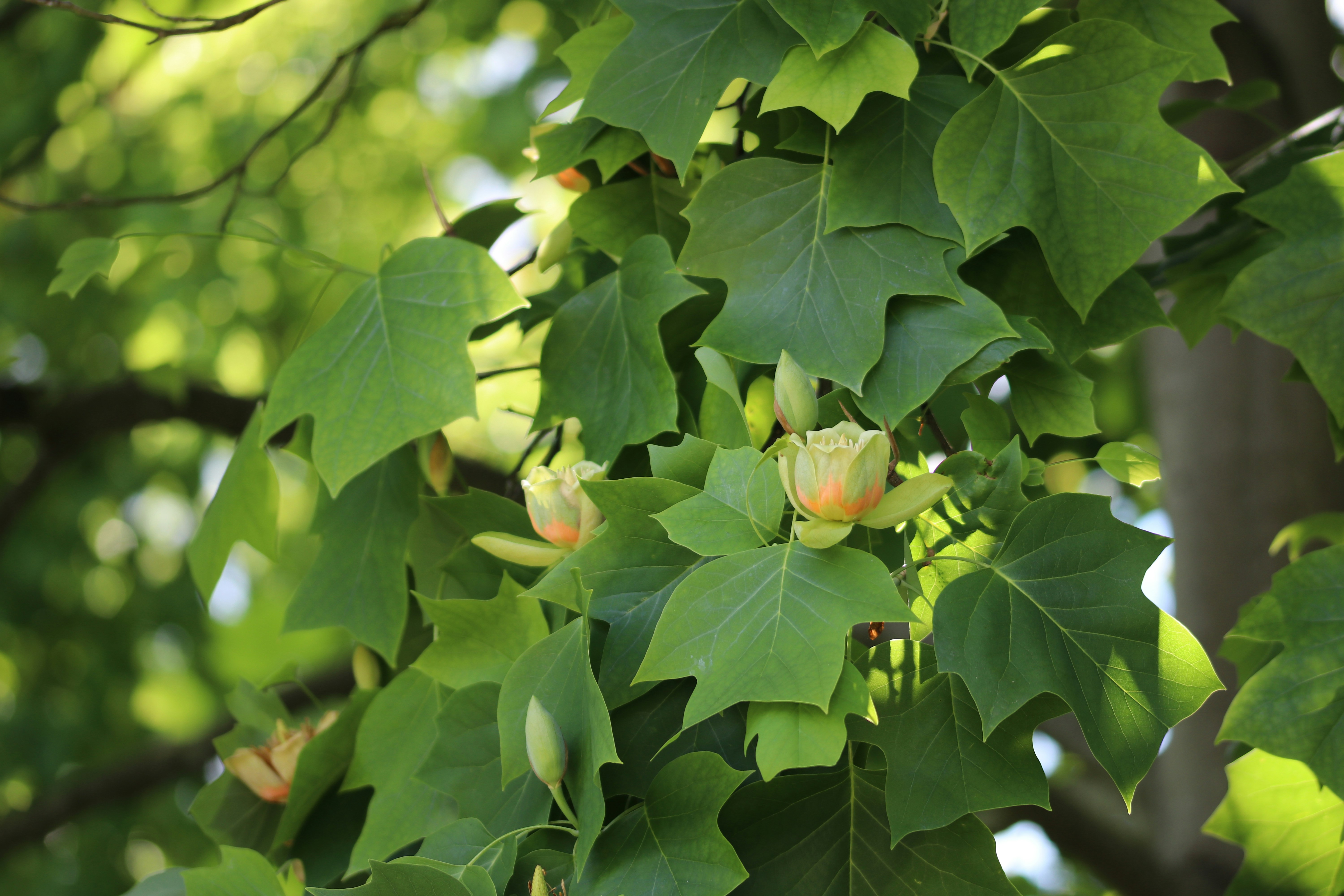 Photo by romainverdy