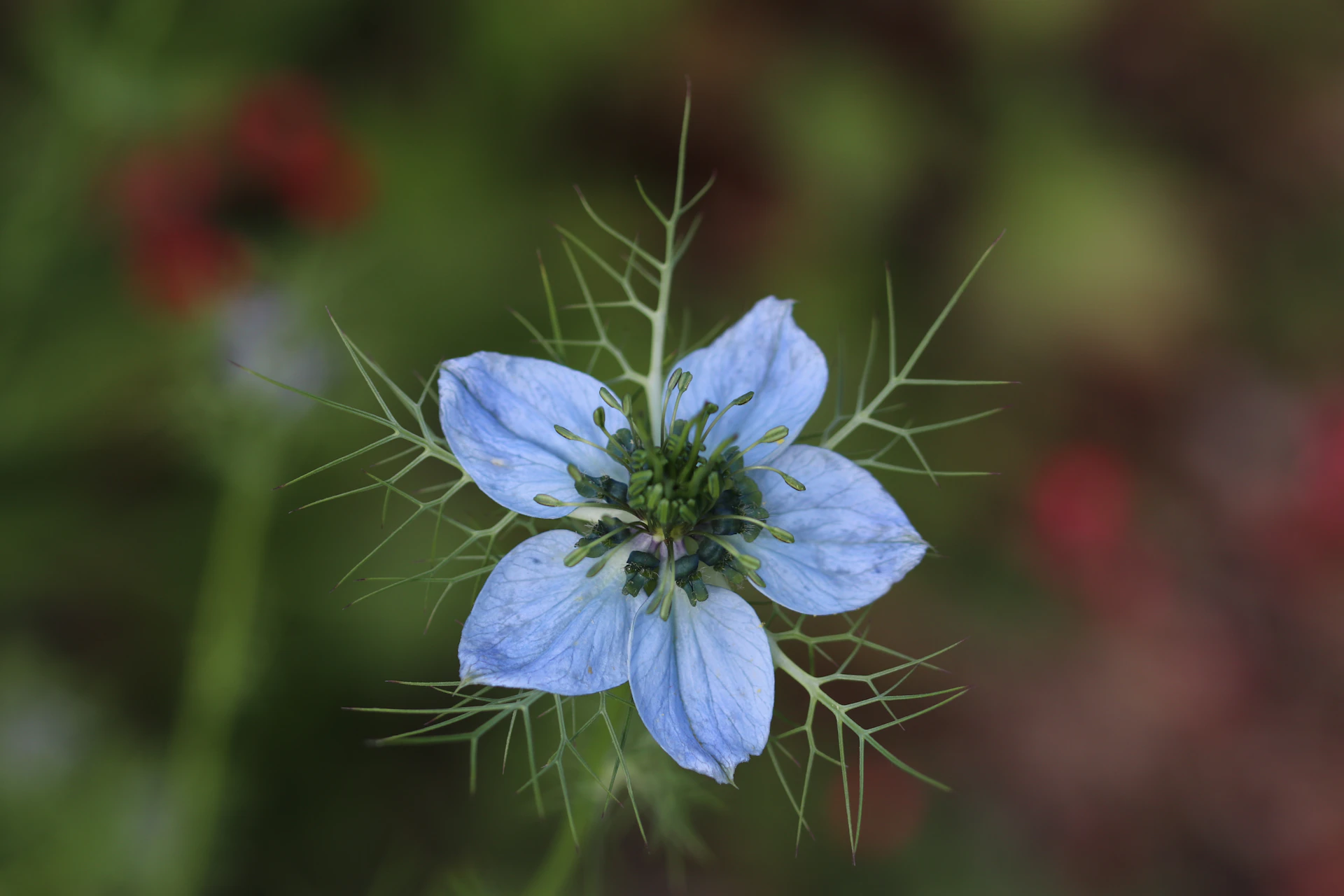 a close up of a blue flower with a blurry background