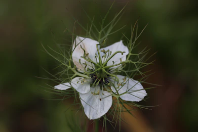 a close up of a white flower with green stems