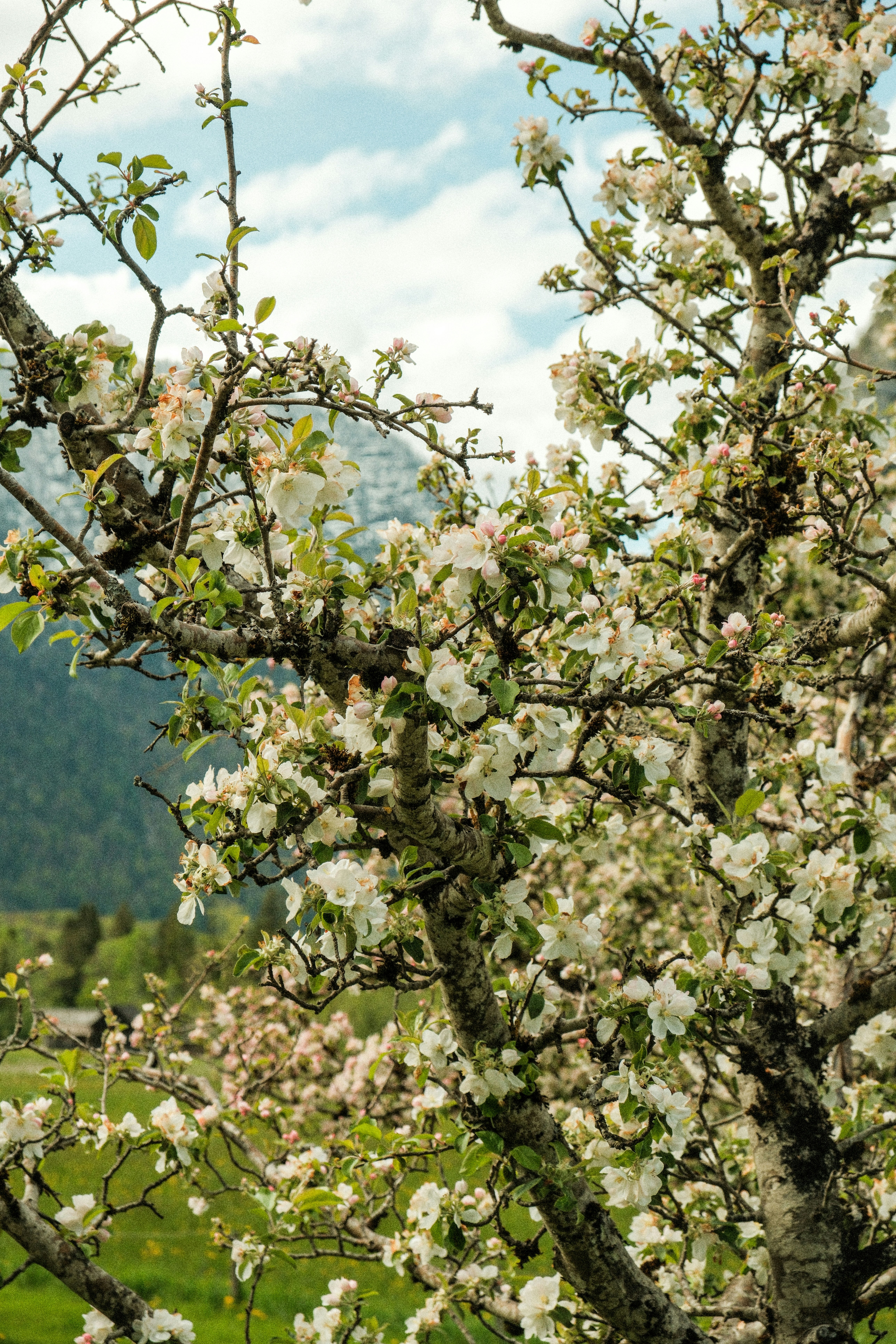 Photo by alexispresa