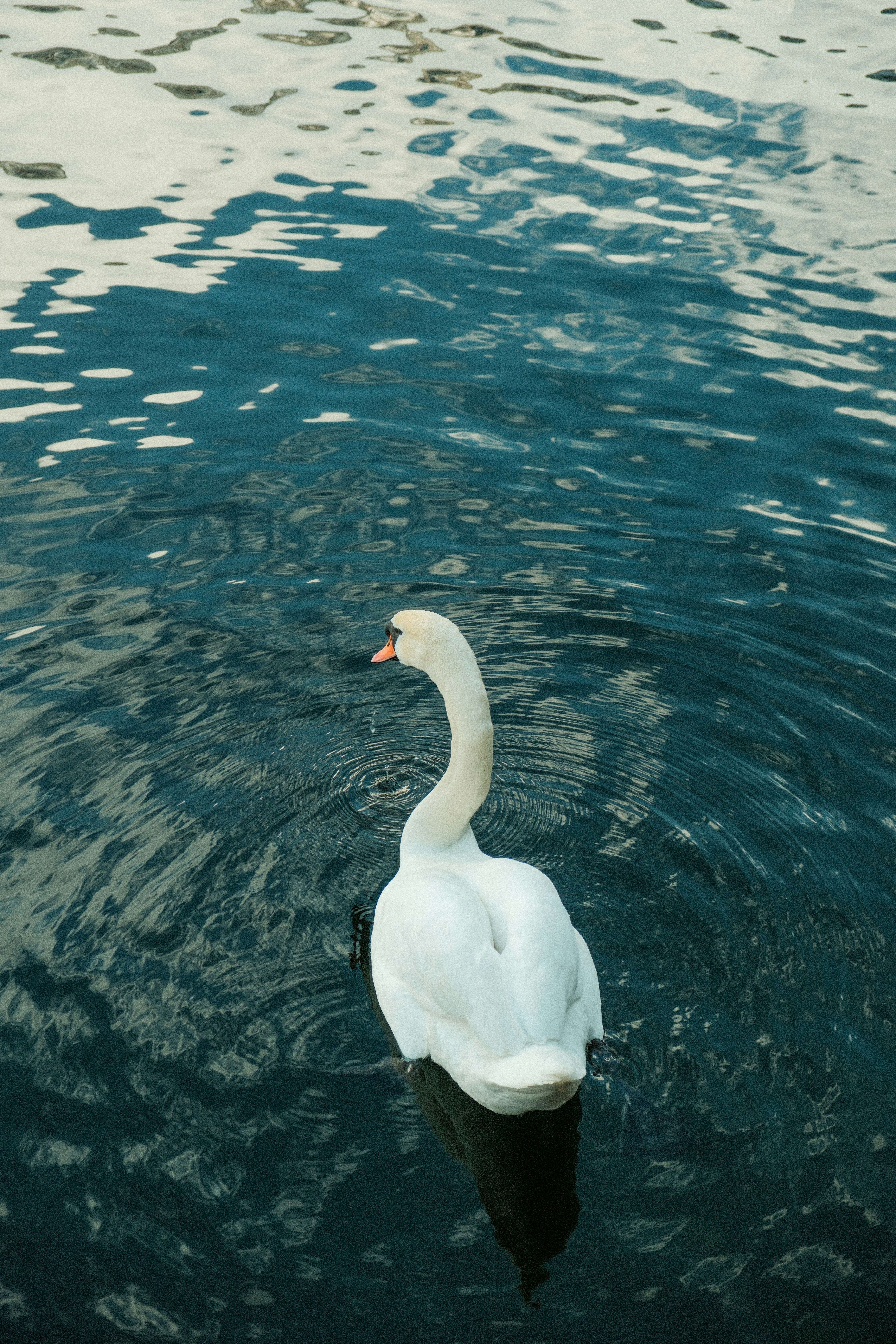 Photo by alexispresa