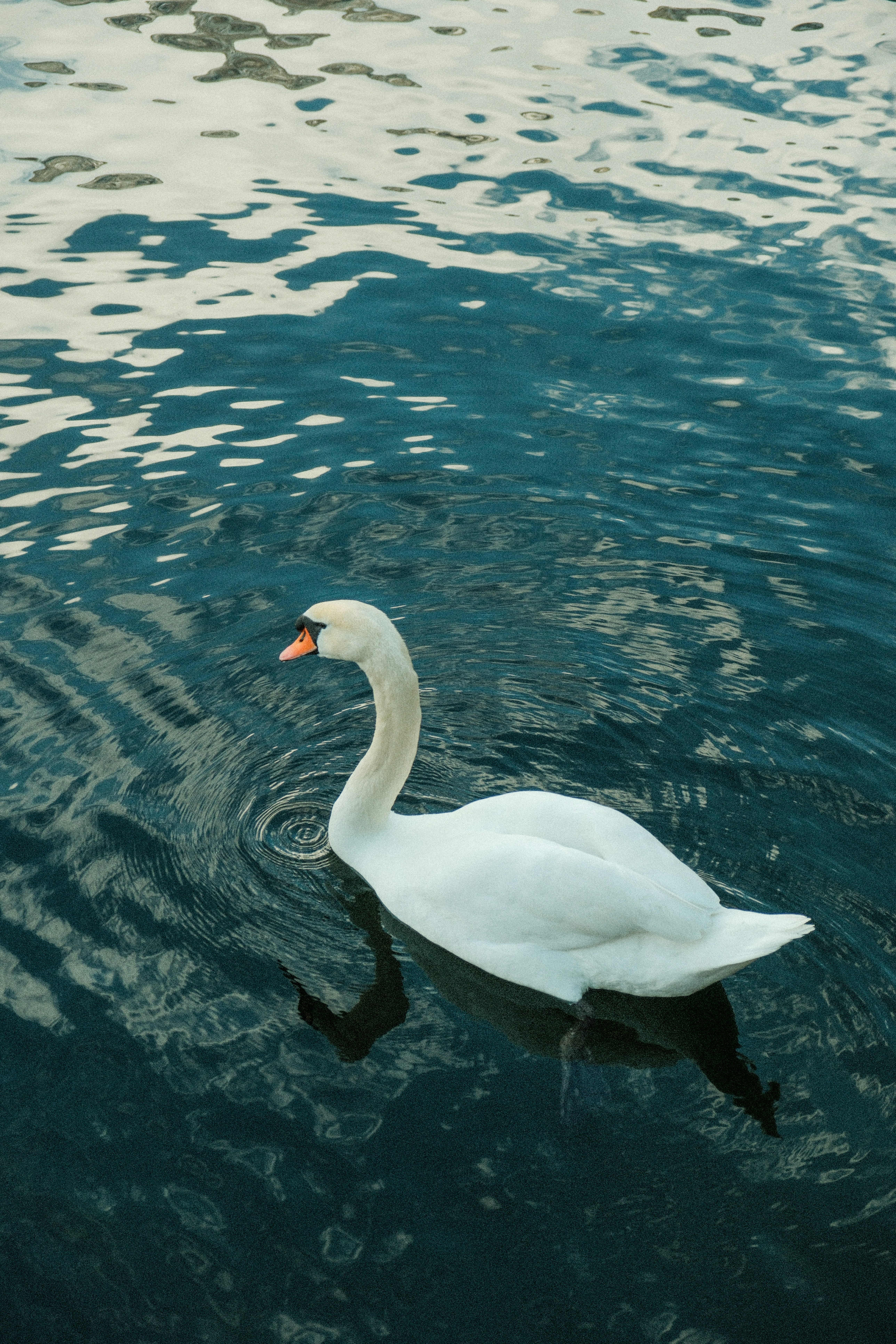 Photo by alexispresa