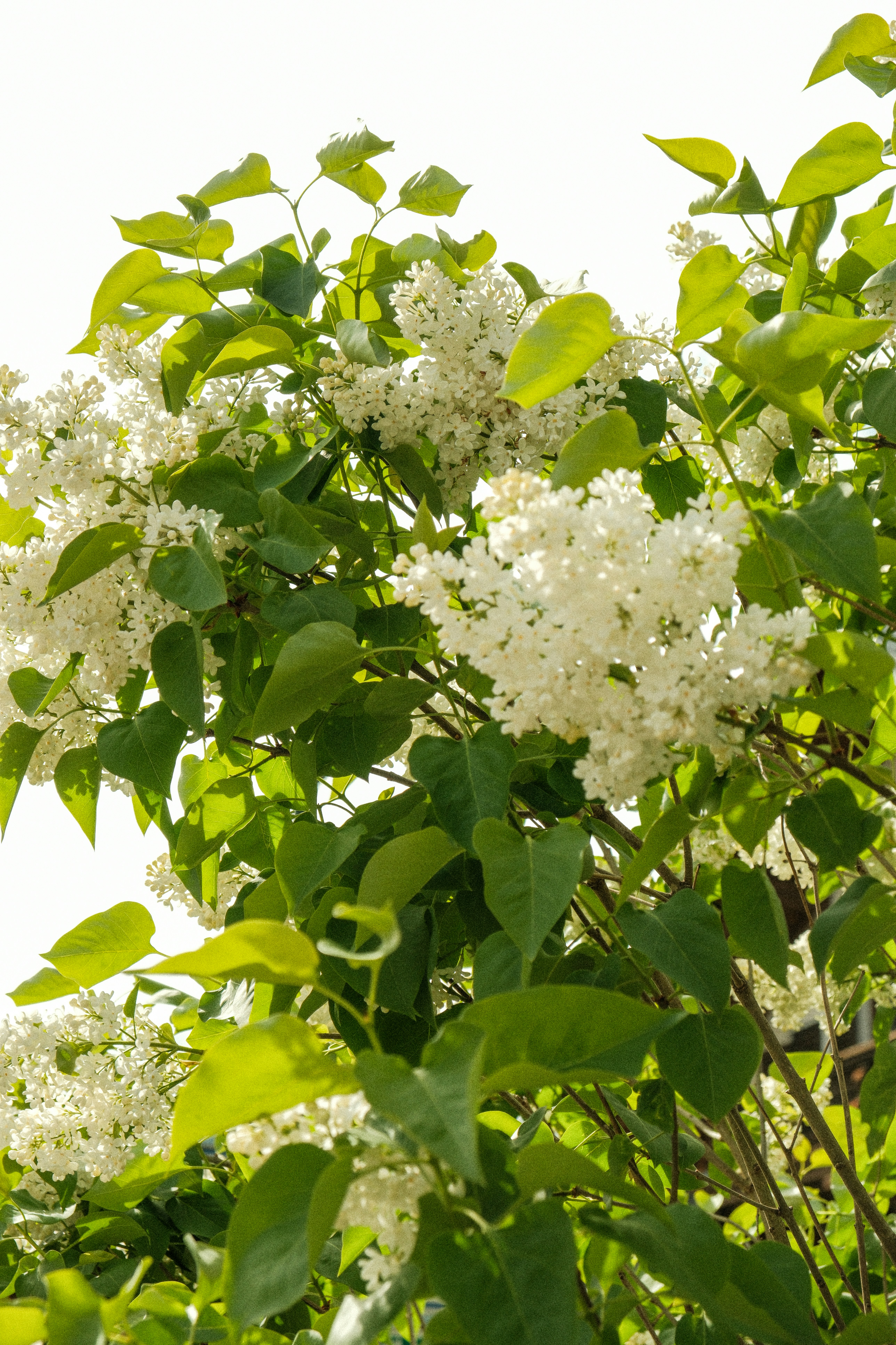 Photo by alexispresa