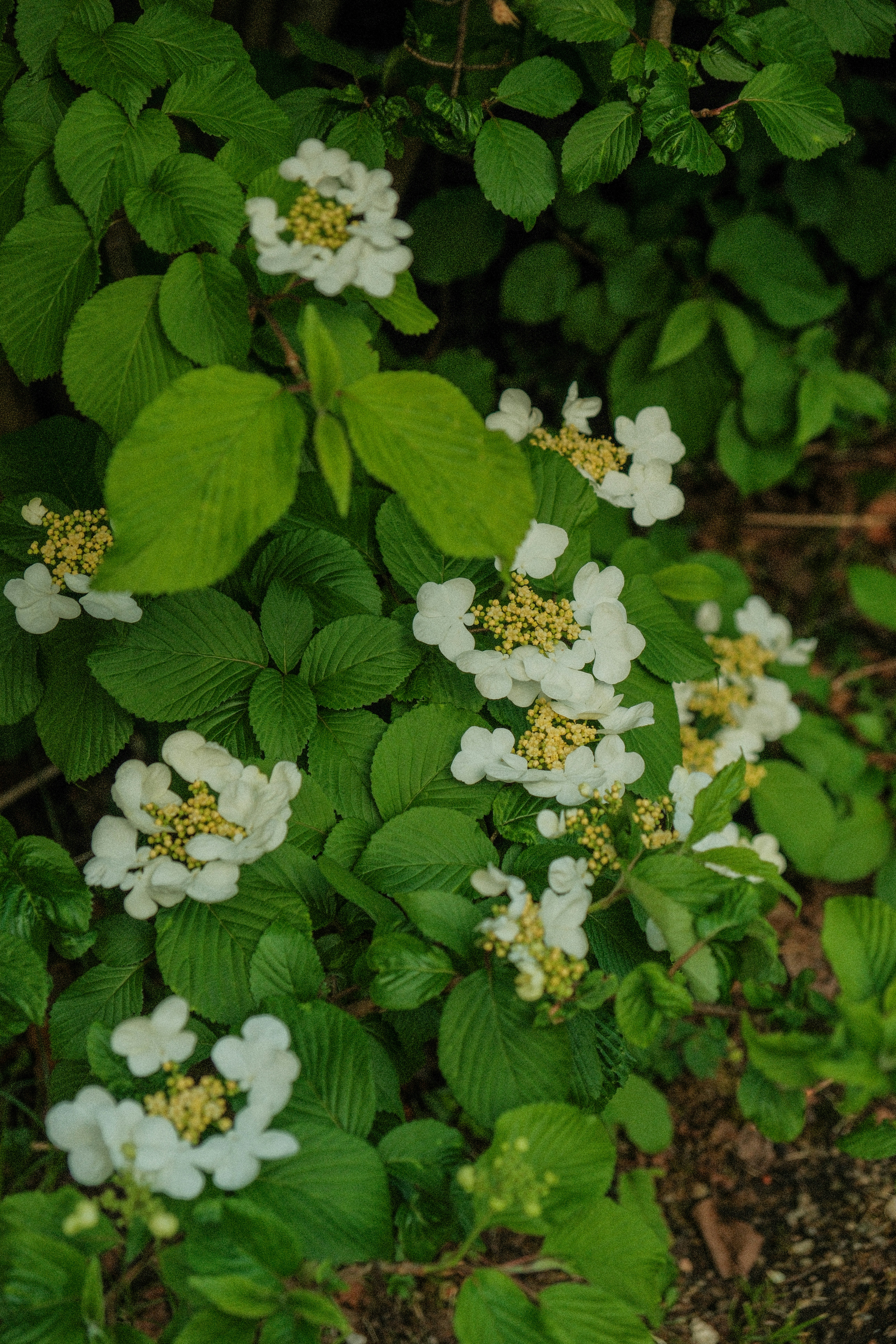 Photo by alexispresa