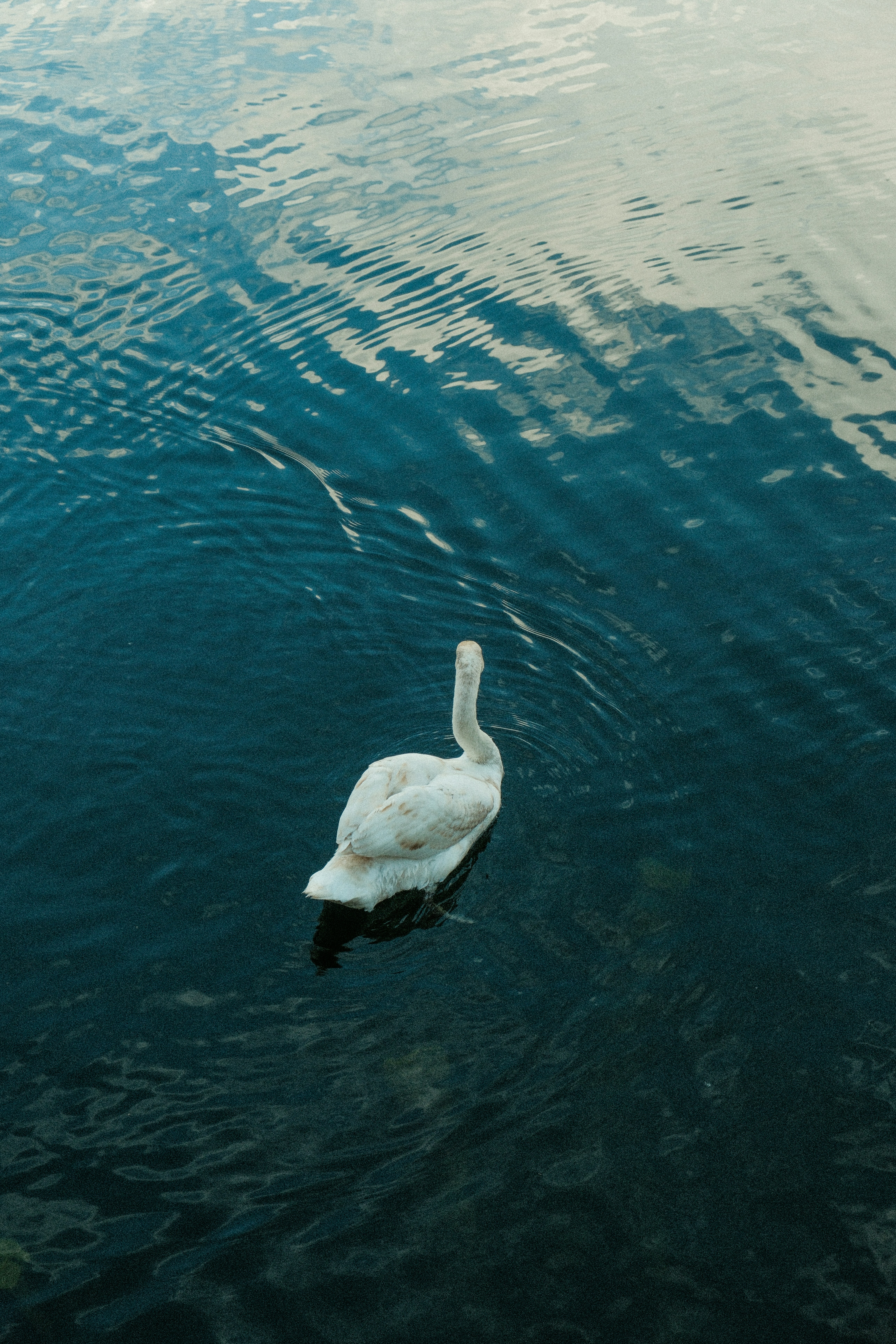 Photo by alexispresa