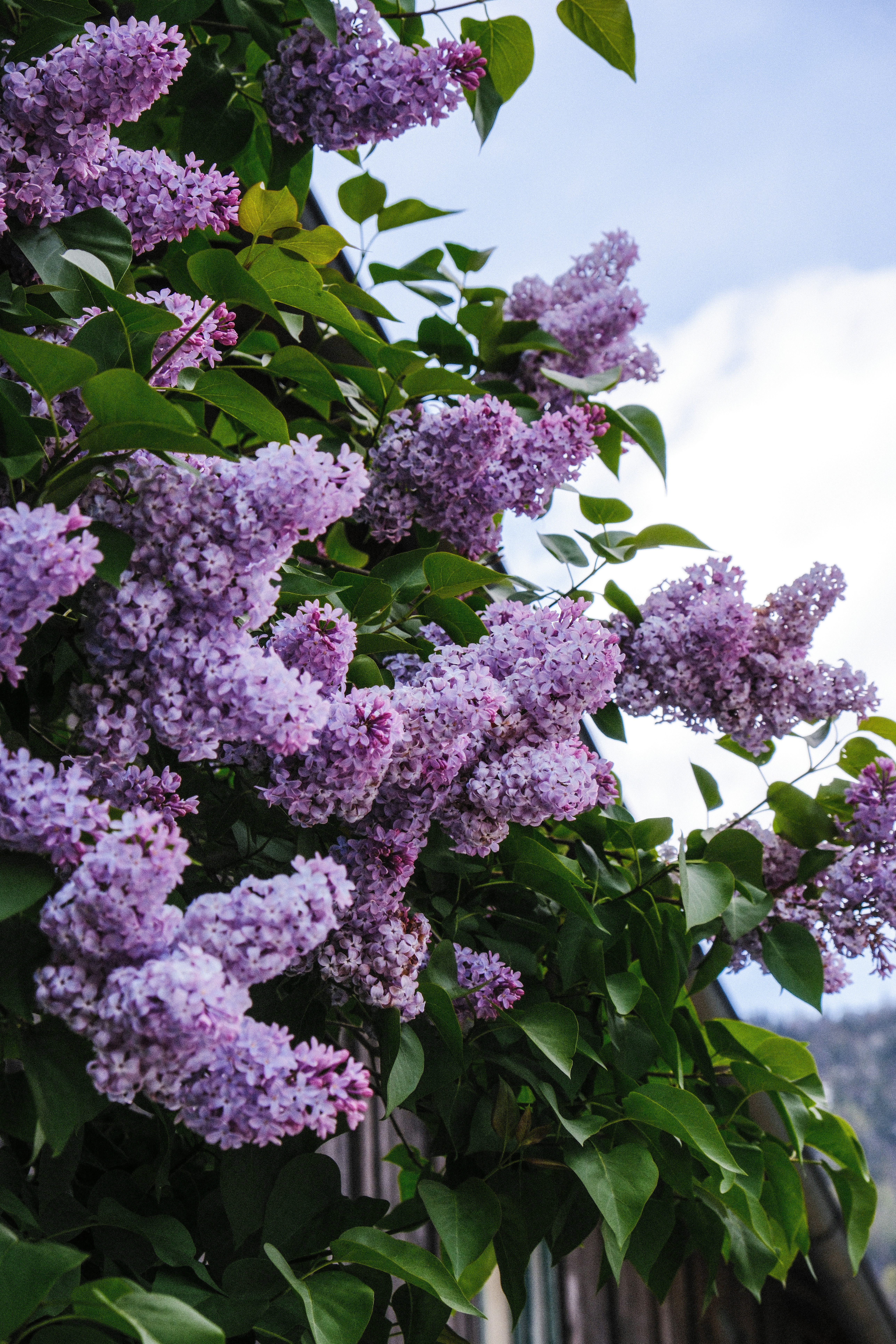 Photo by alexispresa