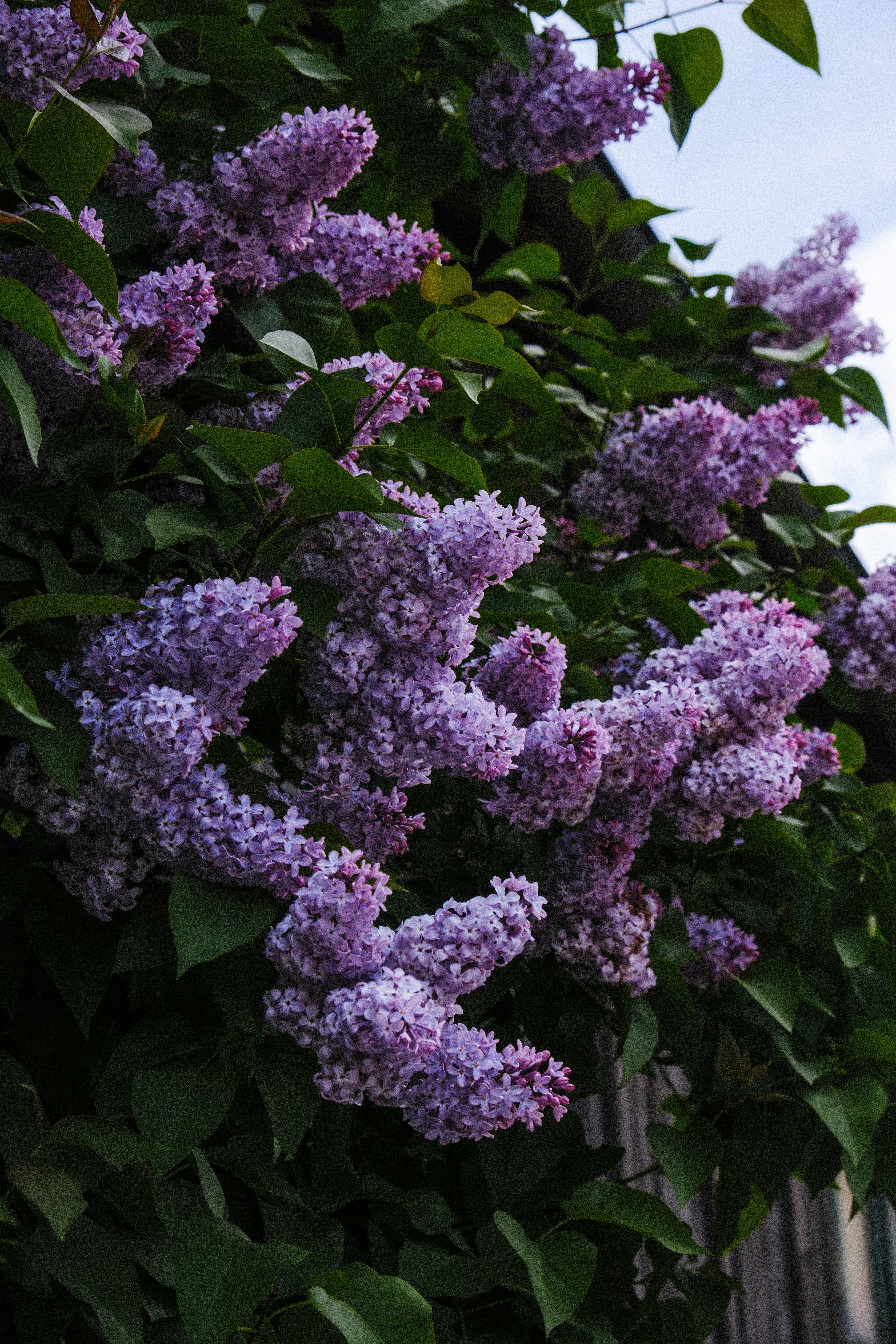 Photo by alexispresa