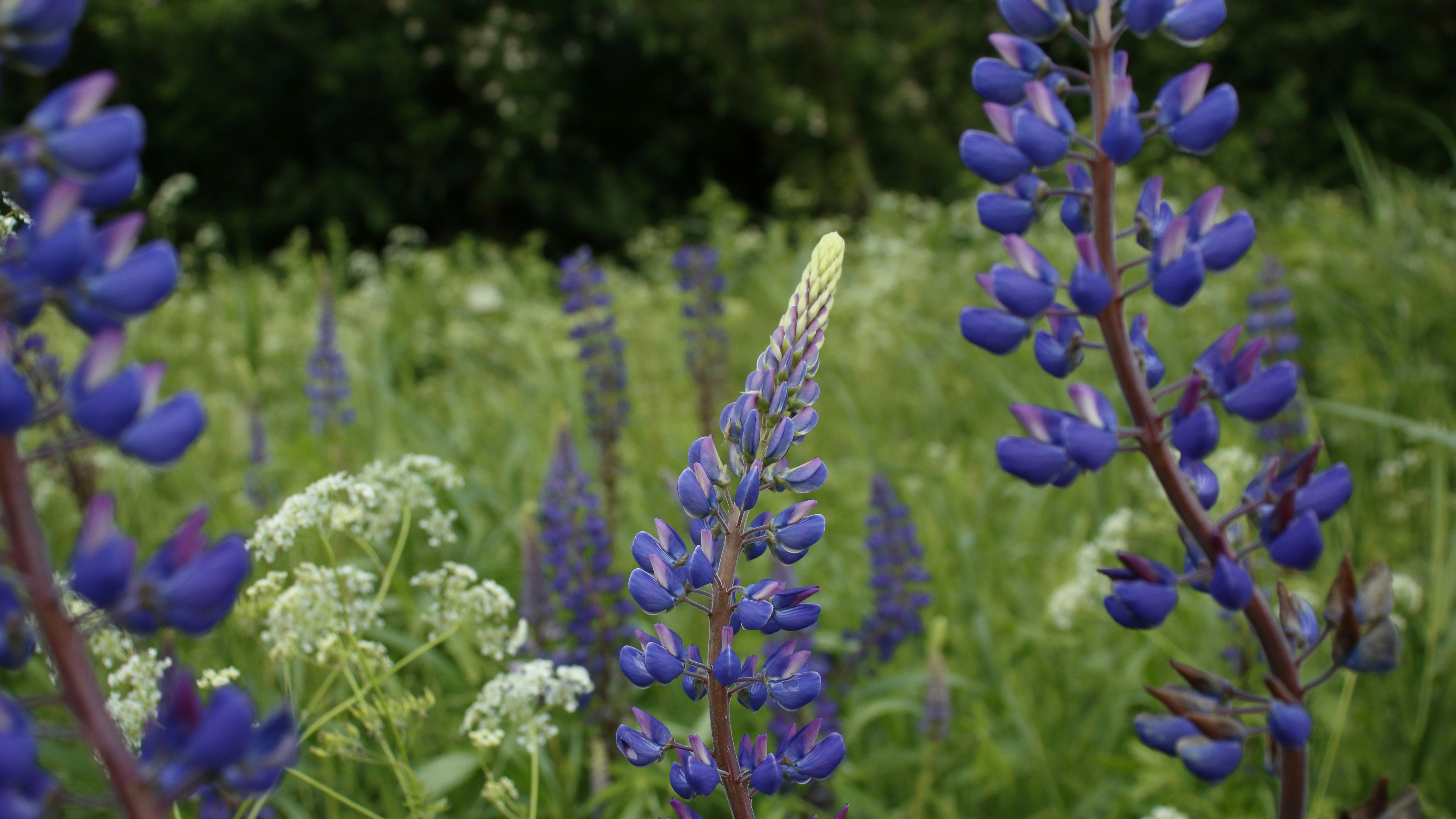 Photo by bloominghyacinth