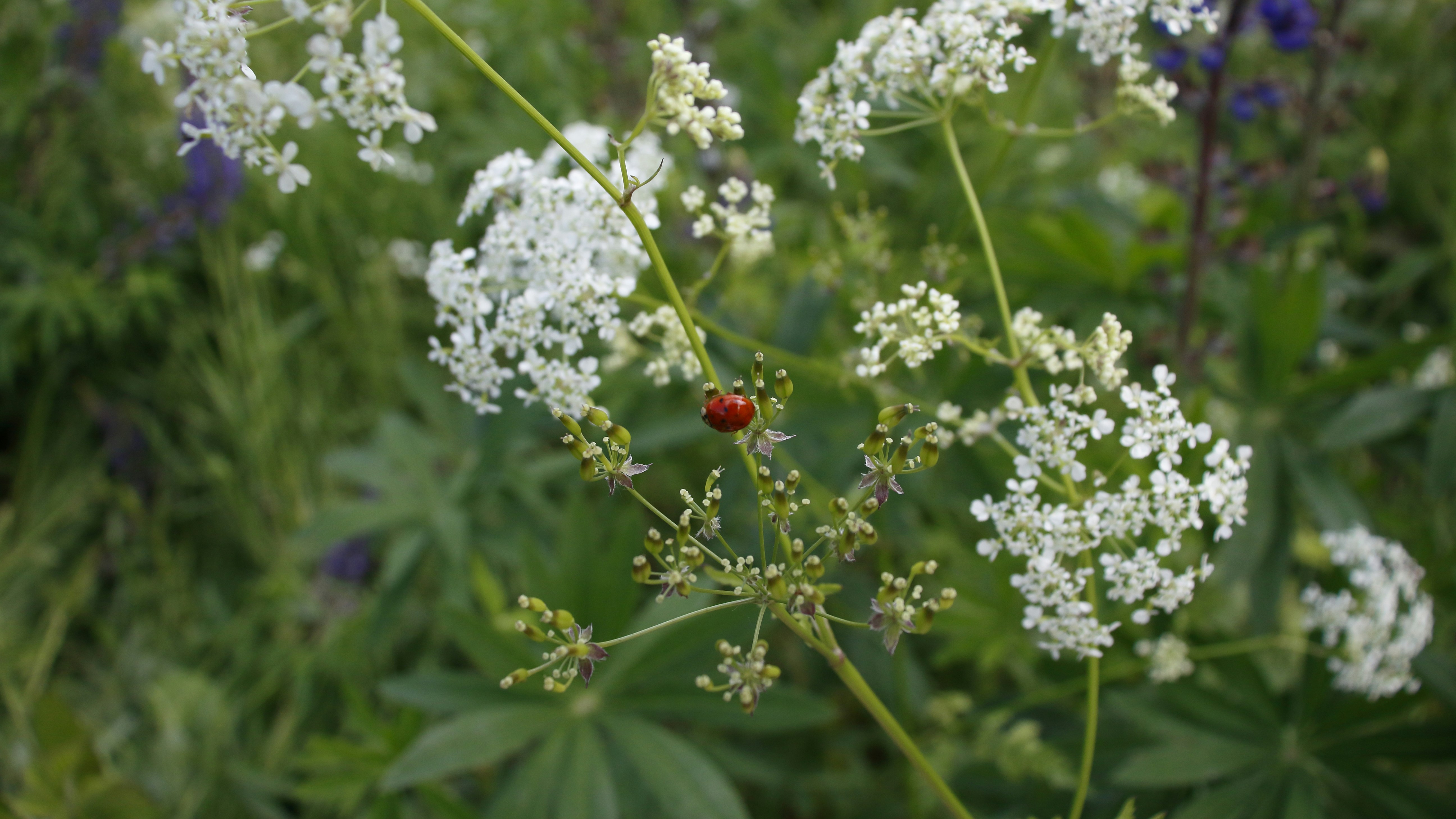 A lady bug sitting on top of a white flower photo – Free Green Image on ...