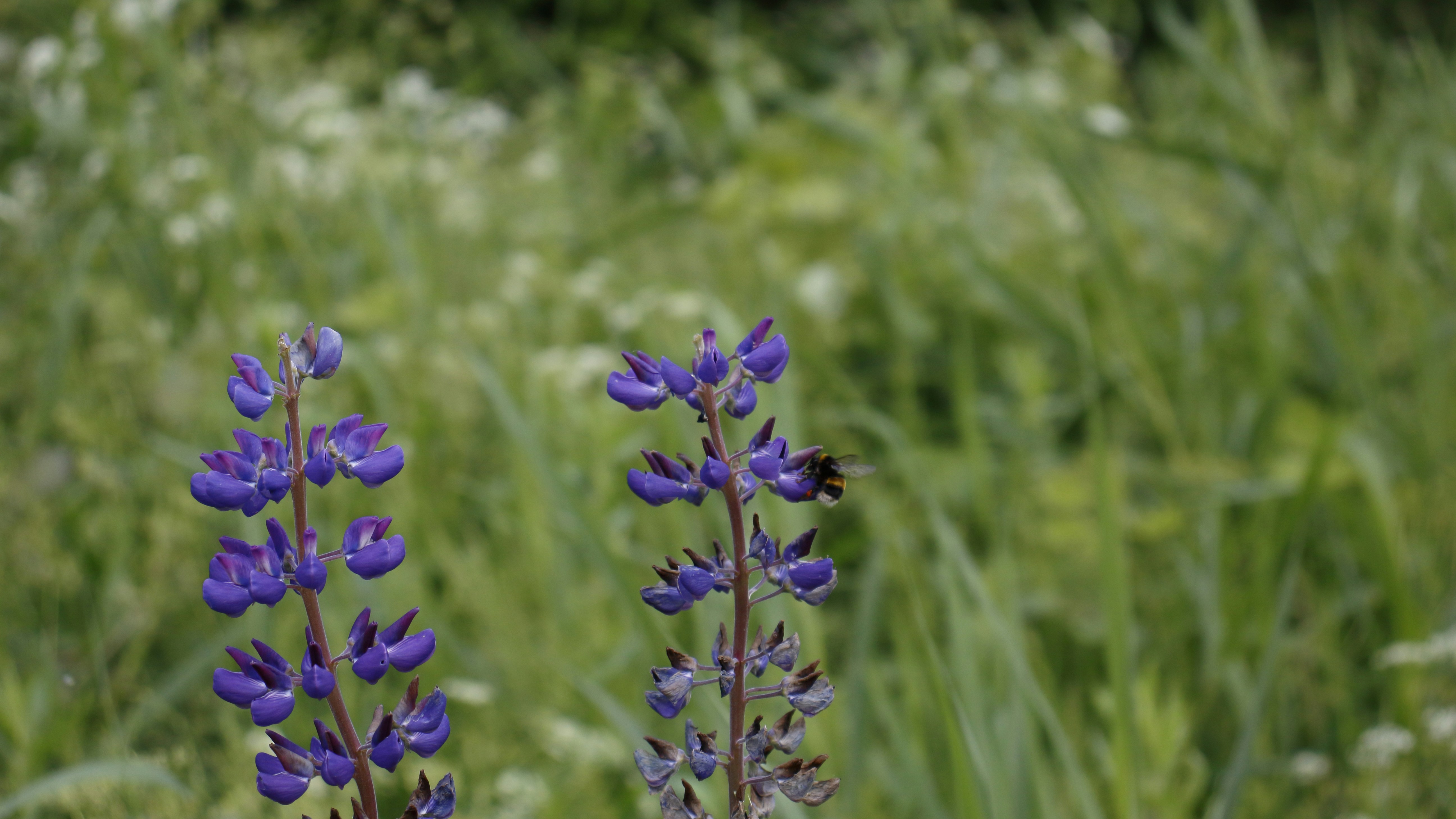 Photo by bloominghyacinth