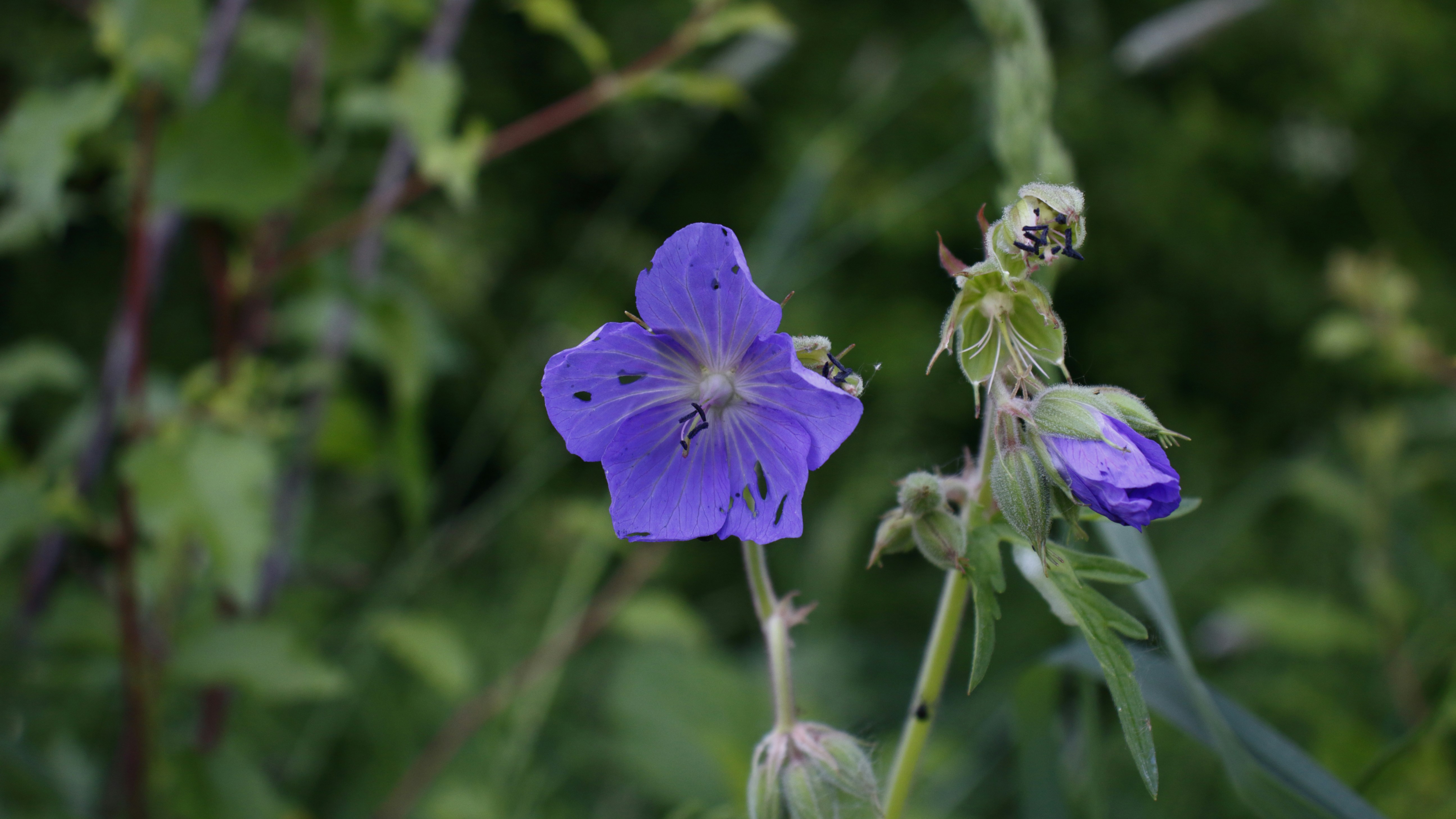 Photo by bloominghyacinth