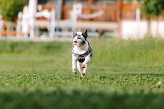 a dog running in the grass with a frisbee in its mouth