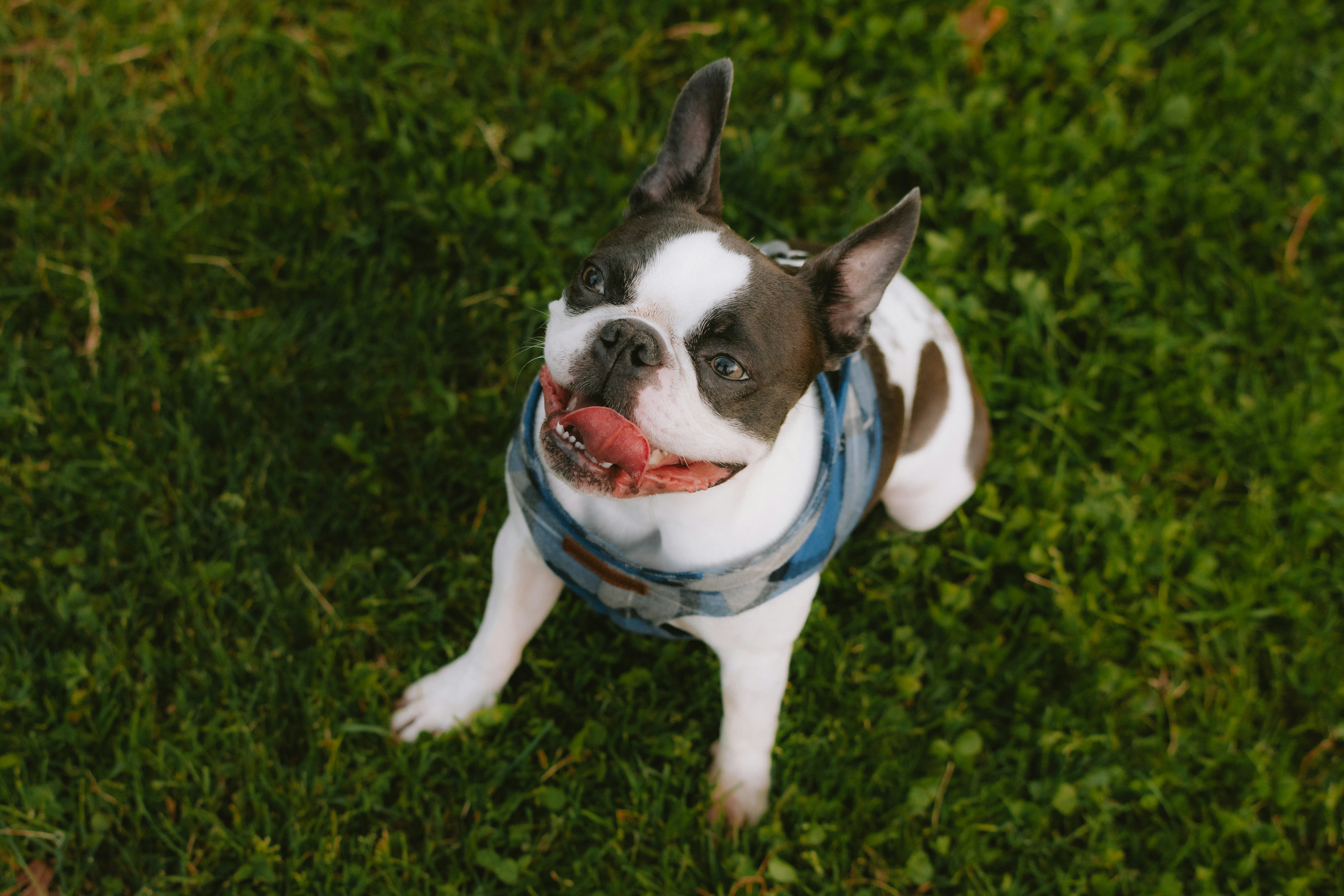 photo 1716675238240 bb58c1eaaa50?crop=entropy&cs=srgb&fm=jpg&ixid=M3w0MDY0MzJ8MHwxfHNlYXJjaHwyfHxIYXBweSUyMGRvZ3xlbnwwfDB8fHwxNzI2MDc0OTI2fDA&ixlib=rb 4.0